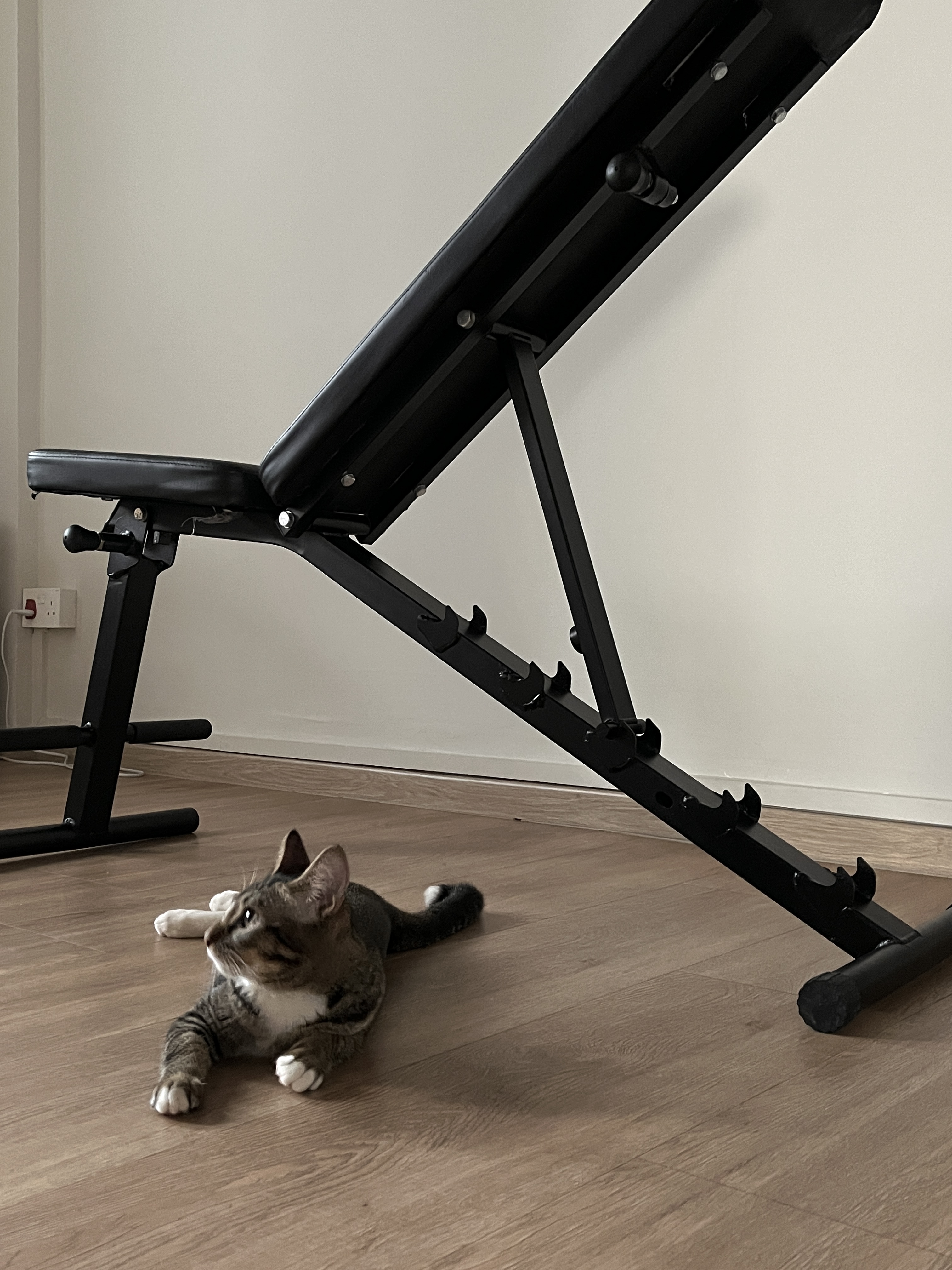 Extra Room - Cat Playground and Home Gym - Black exercise bench, gray tabby cat, wooden floor, indoor setting, exercise