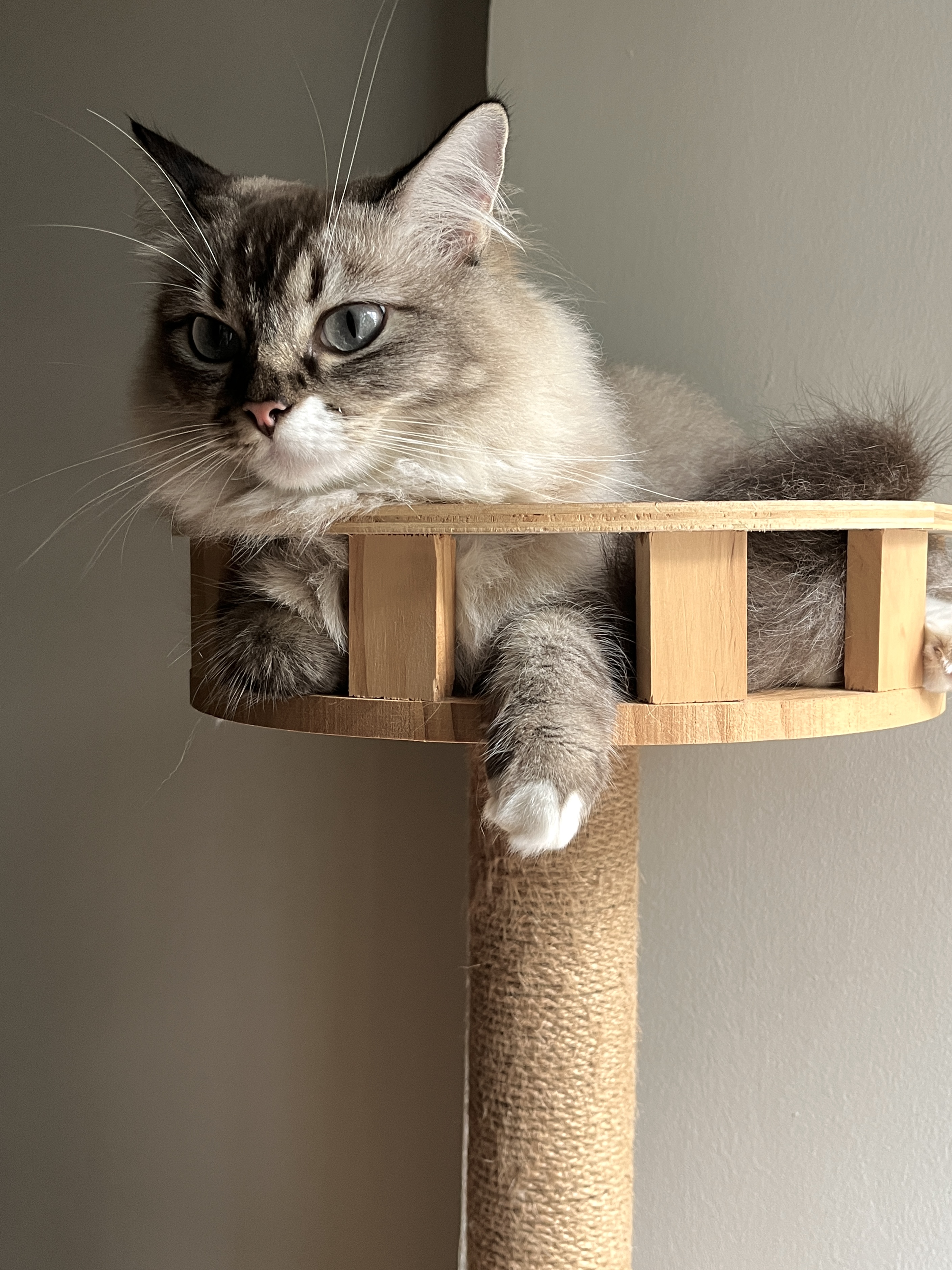 Extra Room - Cat Playground and Home Gym - fluffy cat, long-haired cat, fluffy tail, gray and white cat, cat sitting, cat on