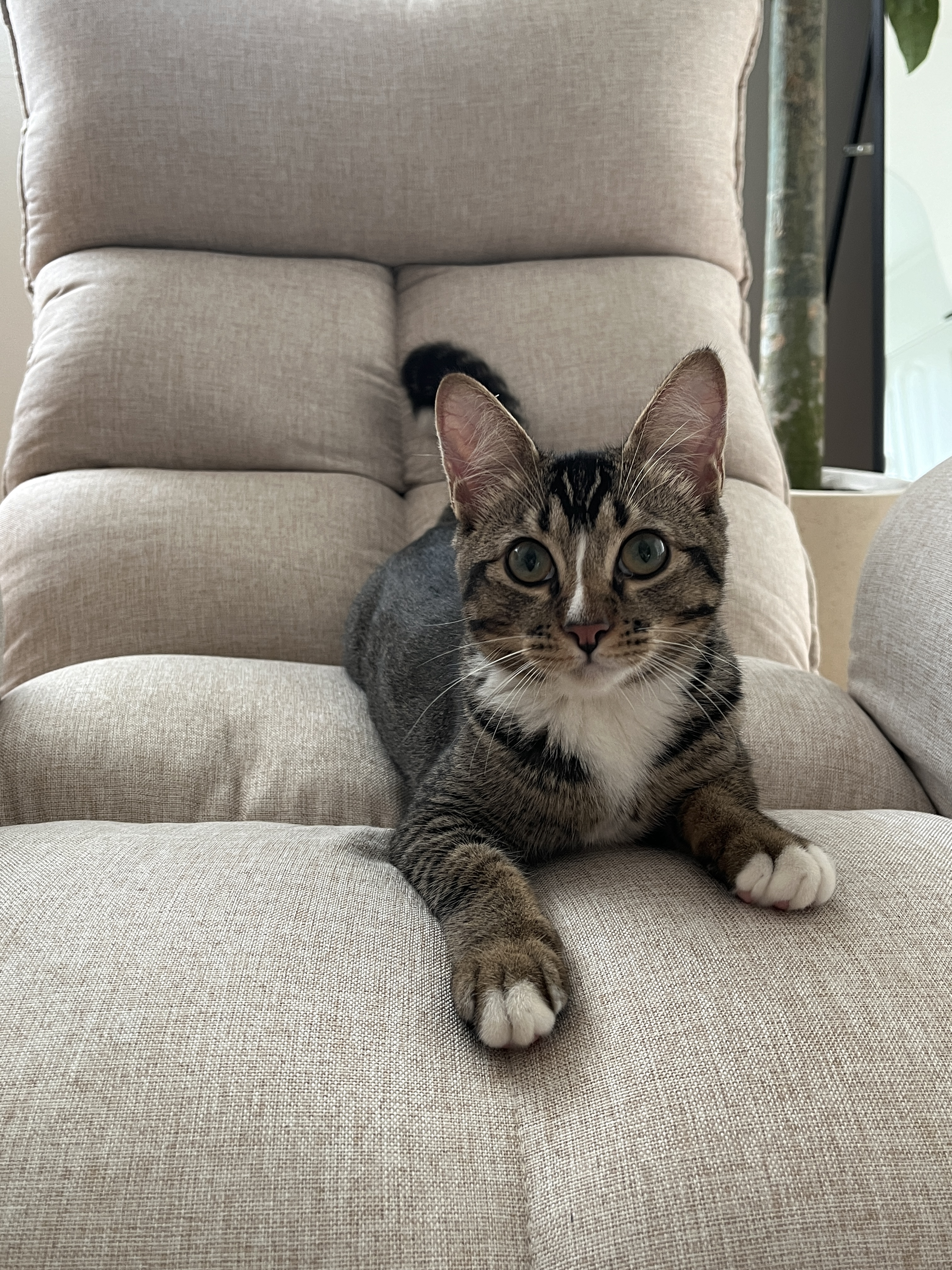 Cozy corner - Reminder to slow down and stay present - Cream-colored, plush armchair, cozy indoor setting, striped tabby cat