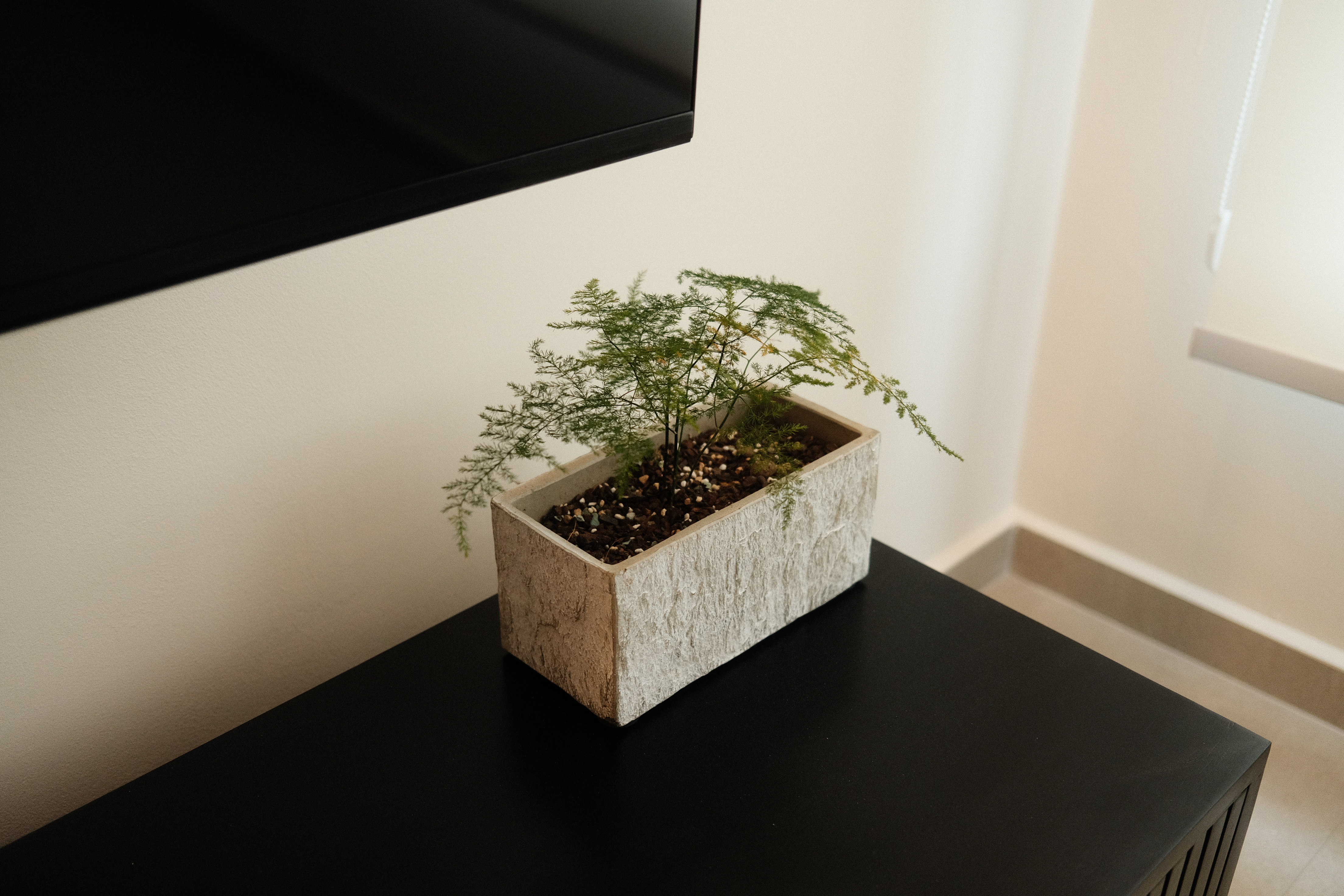 Our only plants in our Japandi Home - Modern minimalist decor, indoor plant, textured planter, green fern, indoor garden