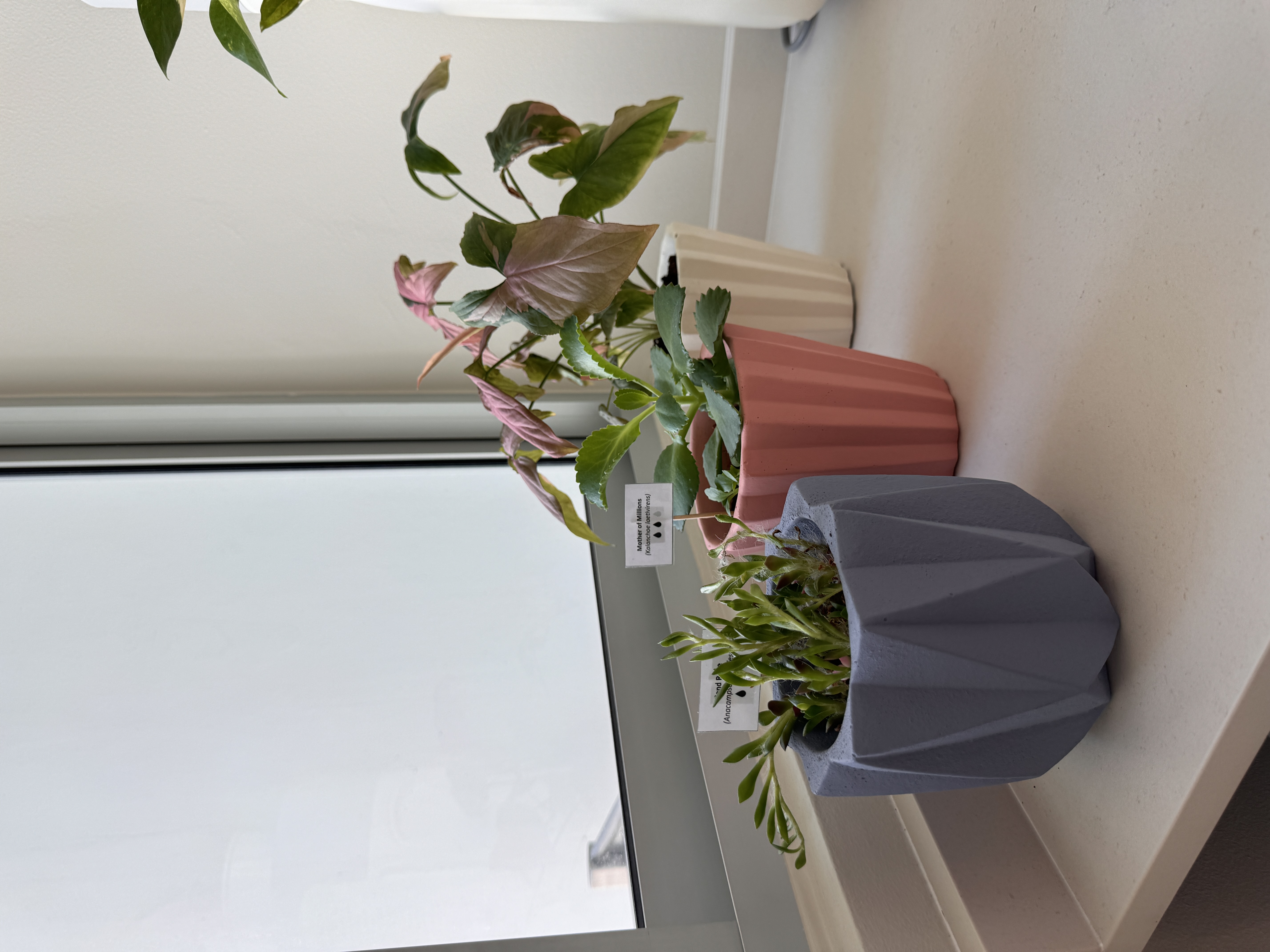 Welcome to the Service Yard Tour! - Framed green plants in various pots, including pink and green variegated leaves, hanging