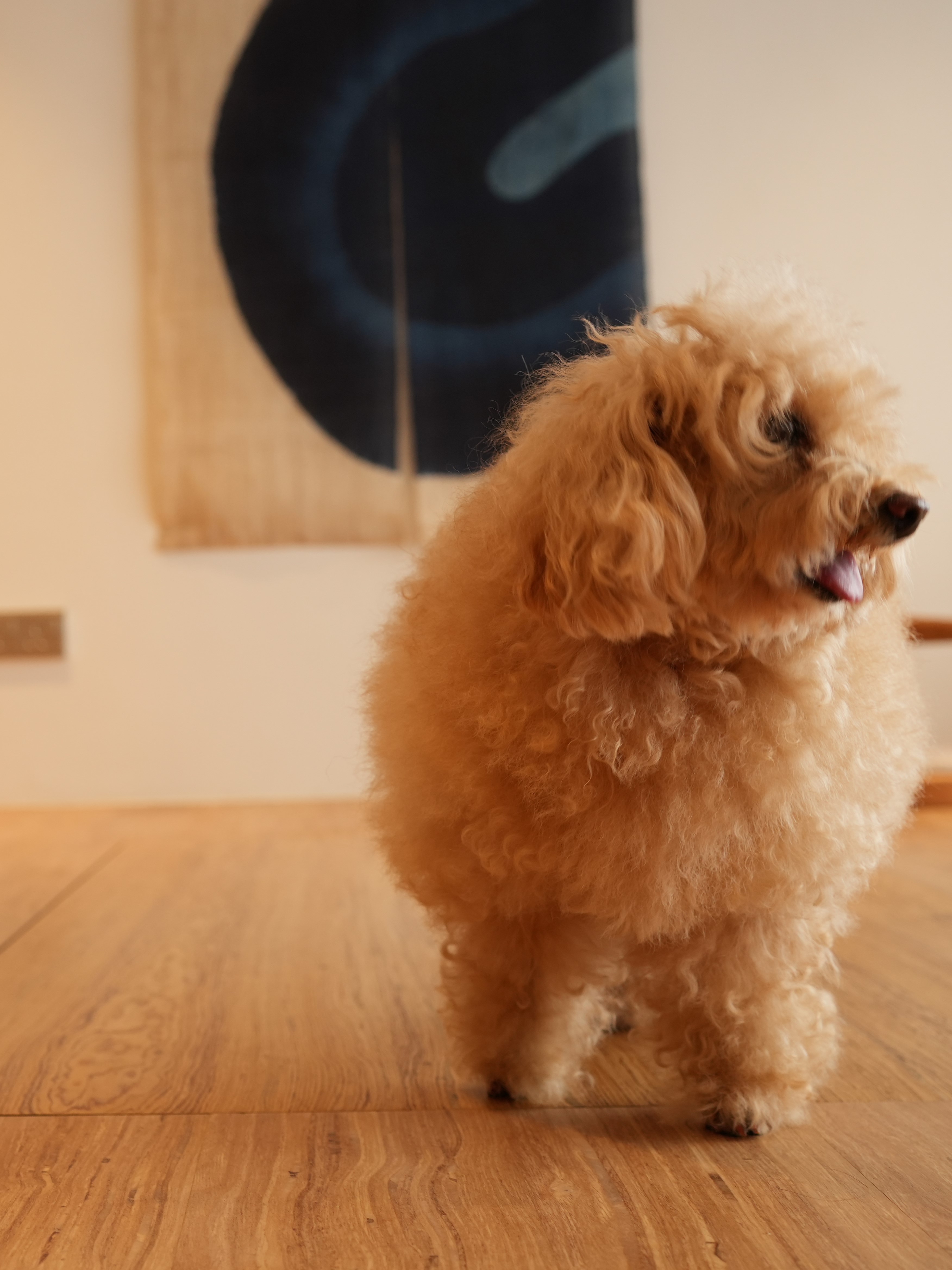 How Shinobi Houses Inspired our Modern Jap Home's Tidy, Minimal Look - Golden curly dog, fluffy poodle, indoor setting