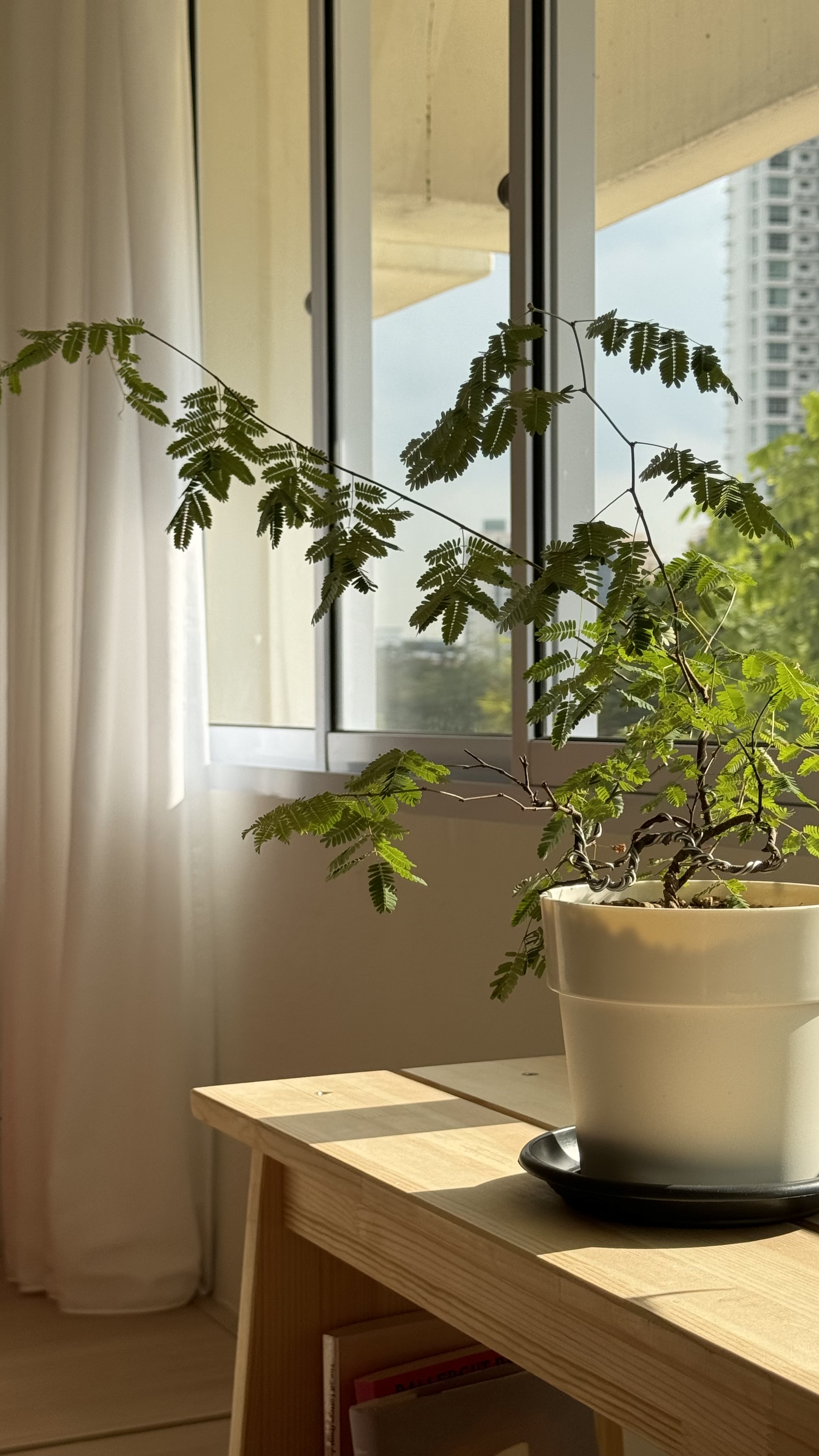 The tofus' favourite room: their chill area! - Sunlit window, indoor plant, green leaves, indoor bonsai, natural light