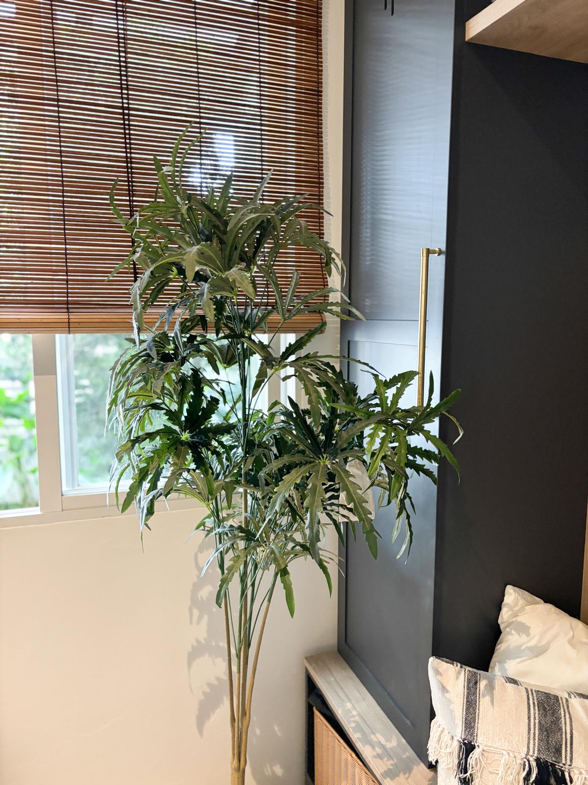 Bringing greenery and the outdoors into the home - Green indoor plant with broad leaves, tall and healthy, situated near a