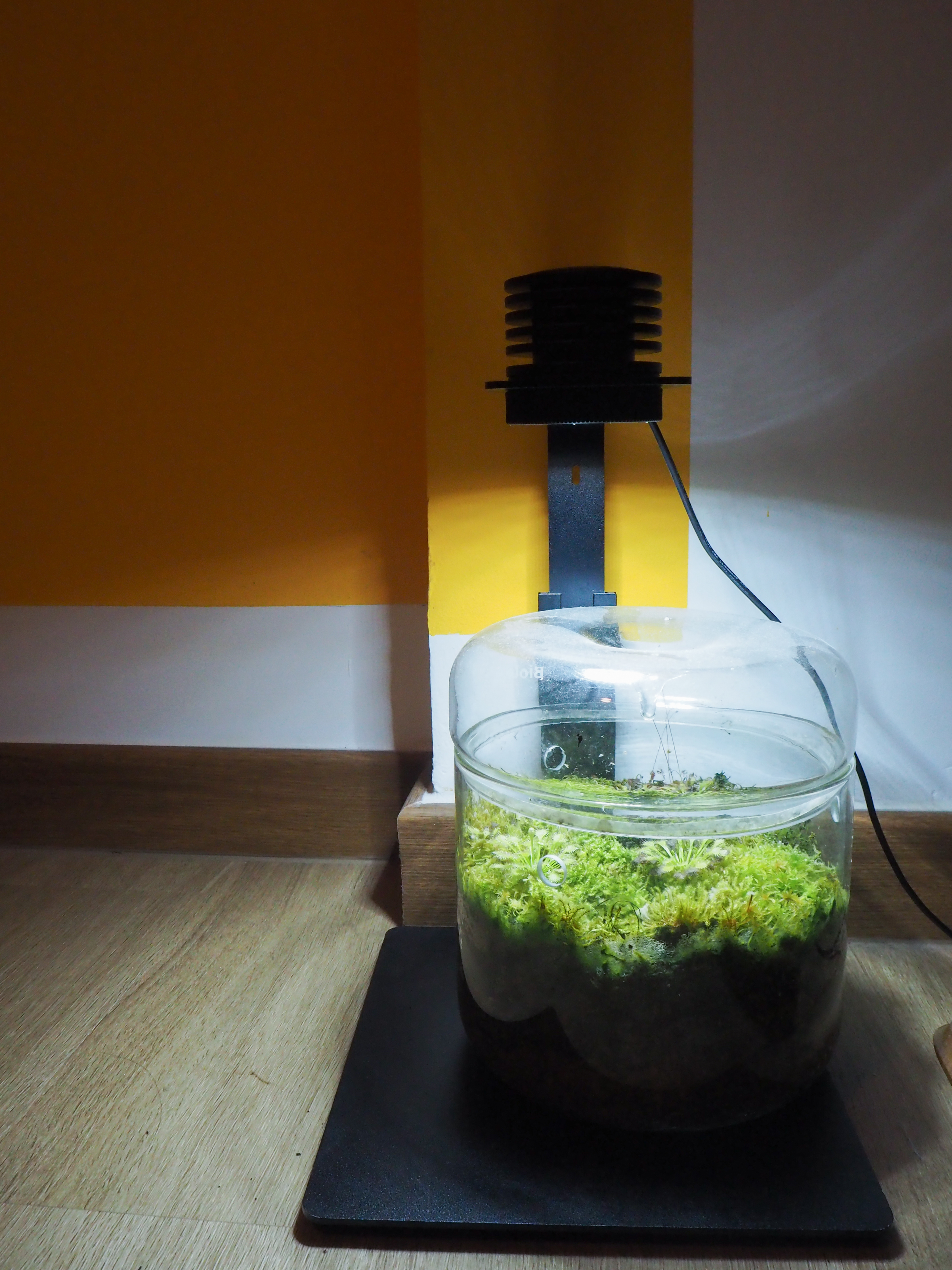 Our Workspace with zero built-in + pops of colours - Glass jar filled with lush green moss, placed on a black coaster, next