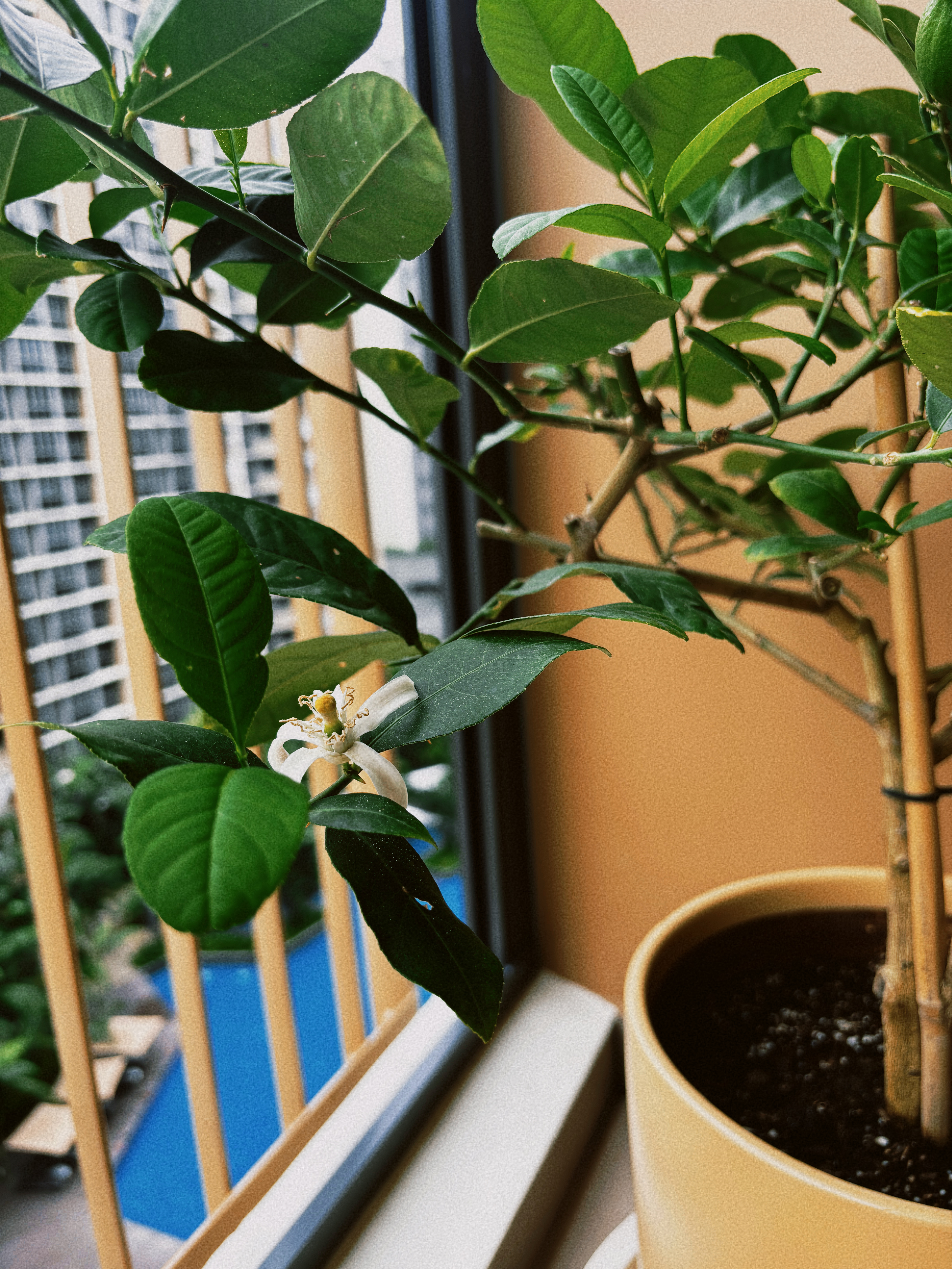 Our-favourite-place-at-home-at-the-moment!