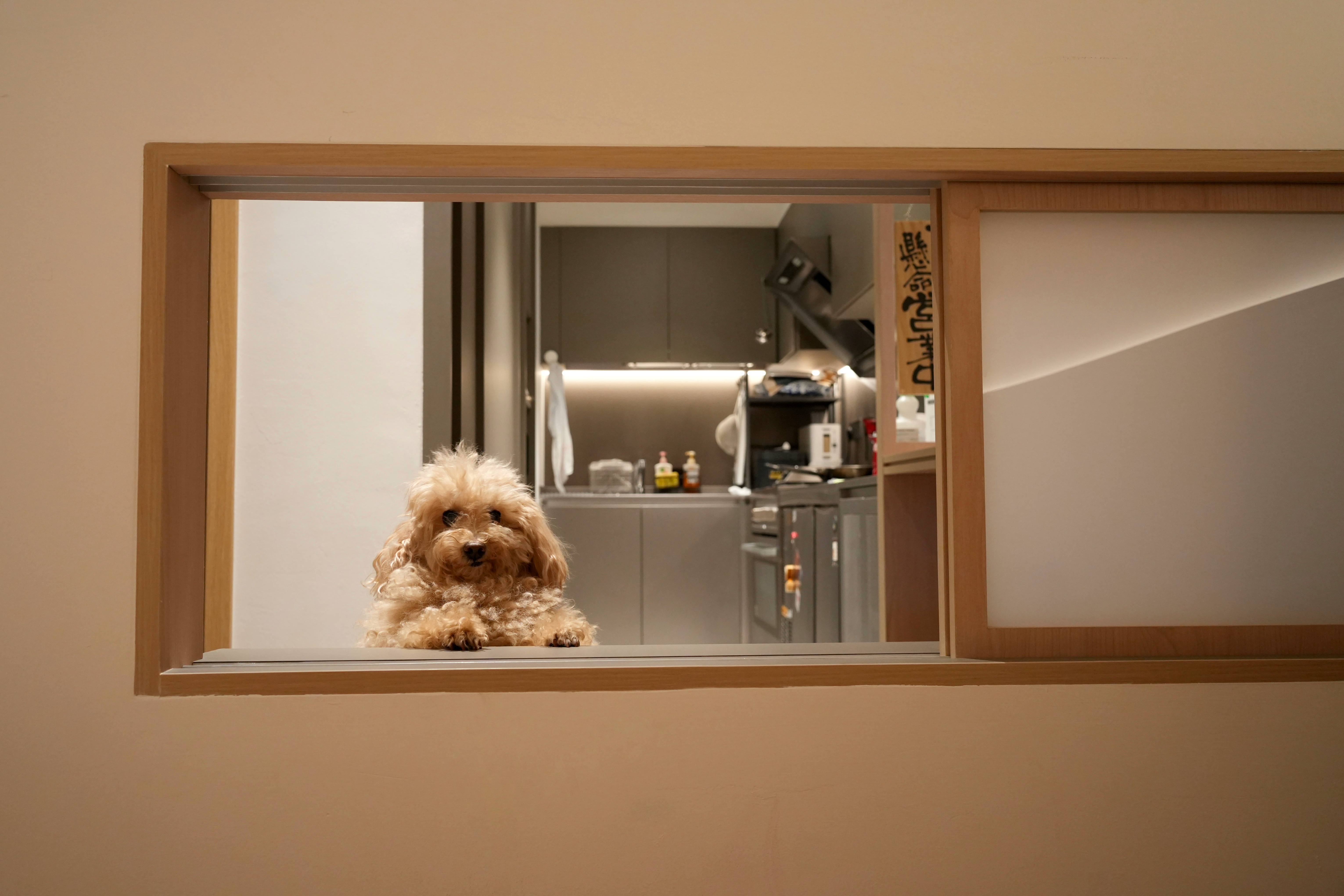 Finding the things soft, warm and cosy around hitotema.home - Small, fluffy dog, sitting on windowsill, looking out, modern