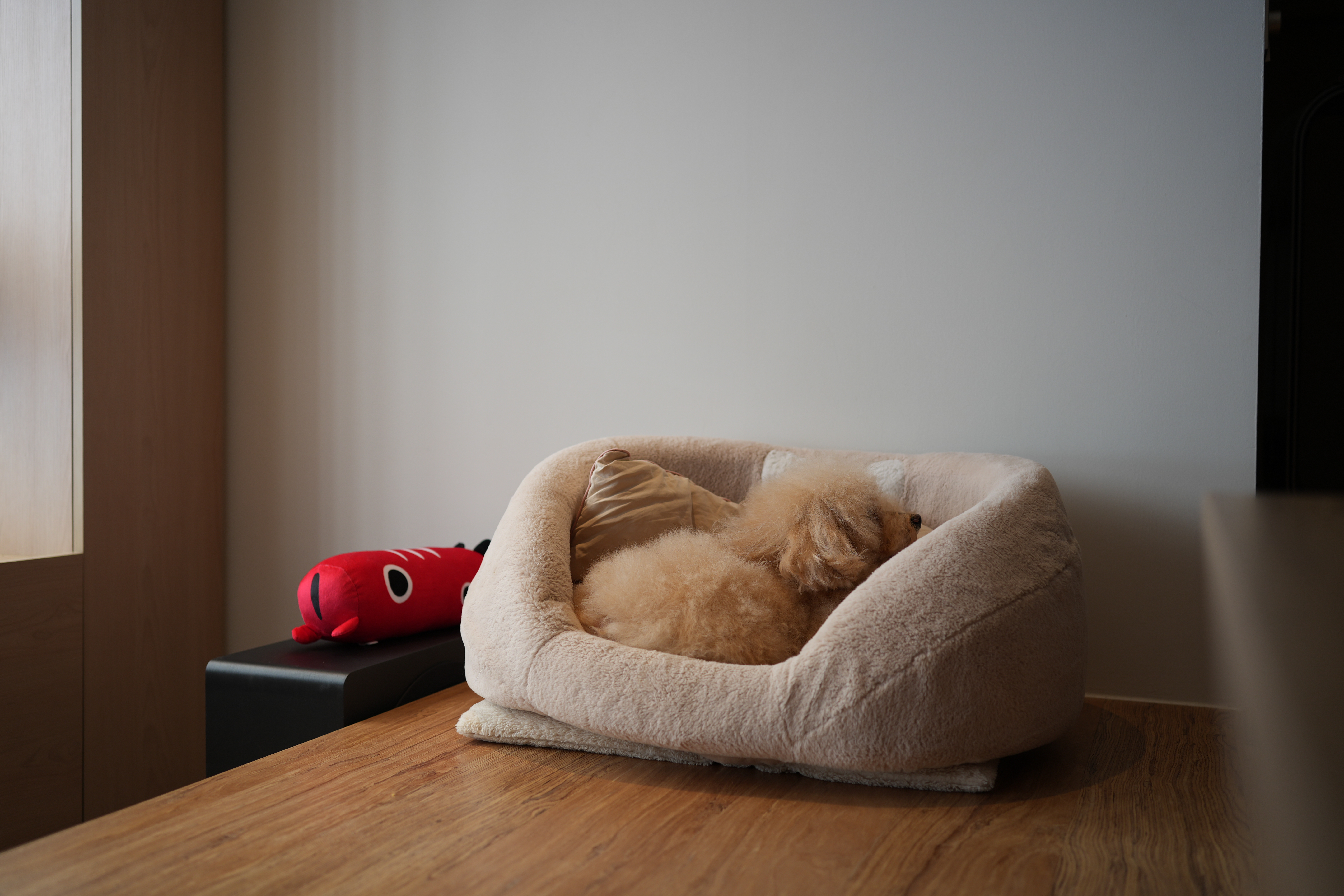Finding the things soft, warm and cosy around hitotema.home - Soft, cozy dog bed, fluffy light brown dog, resting peacefully