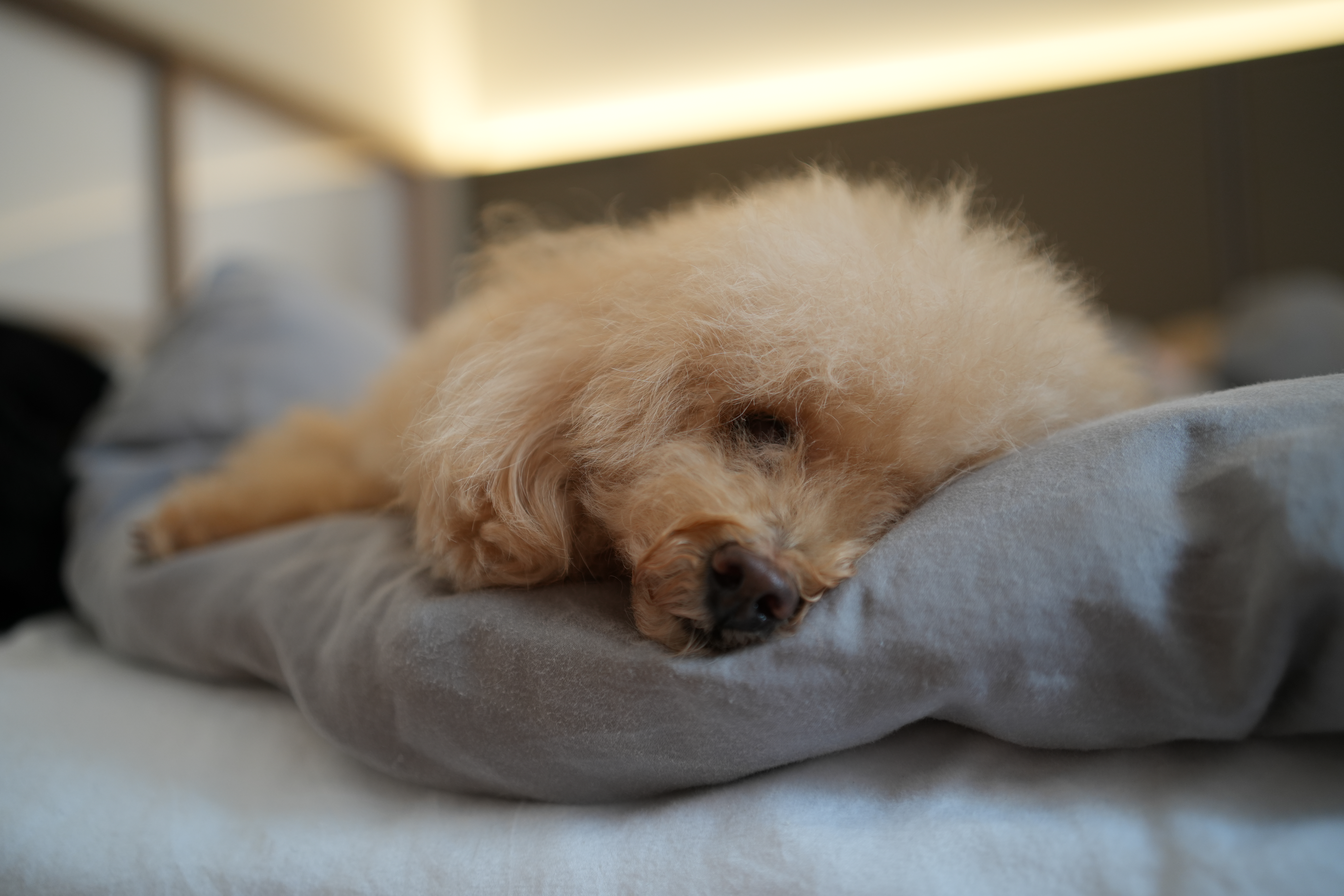Finding the things soft, warm and cosy around hitotema.home - Golden retriever, fluffy, light-colored, curled, resting