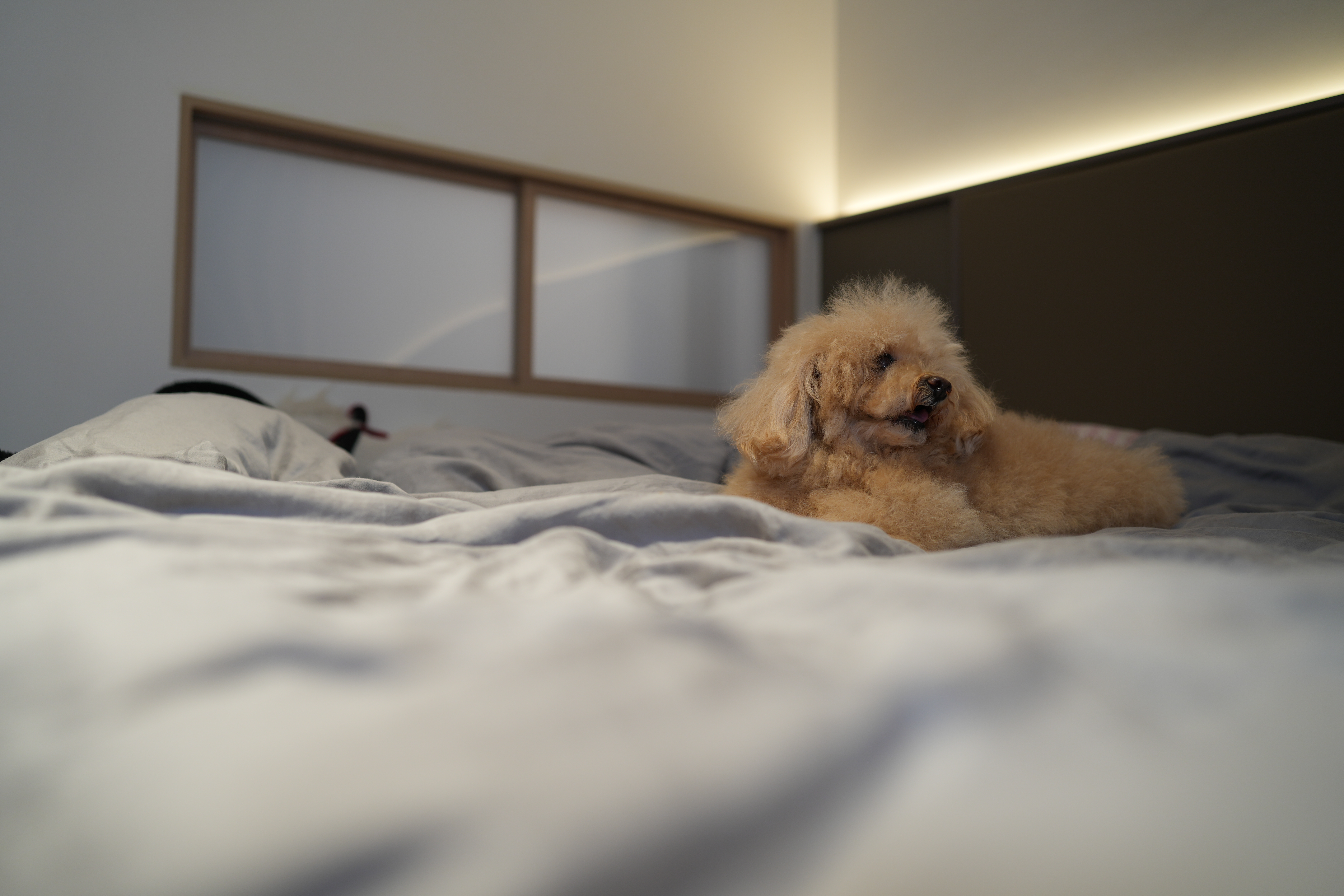 Finding the things soft, warm and cosy around hitotema.home - Soft, fluffy dog lying on bed, cozy bedspread, neutral-colored