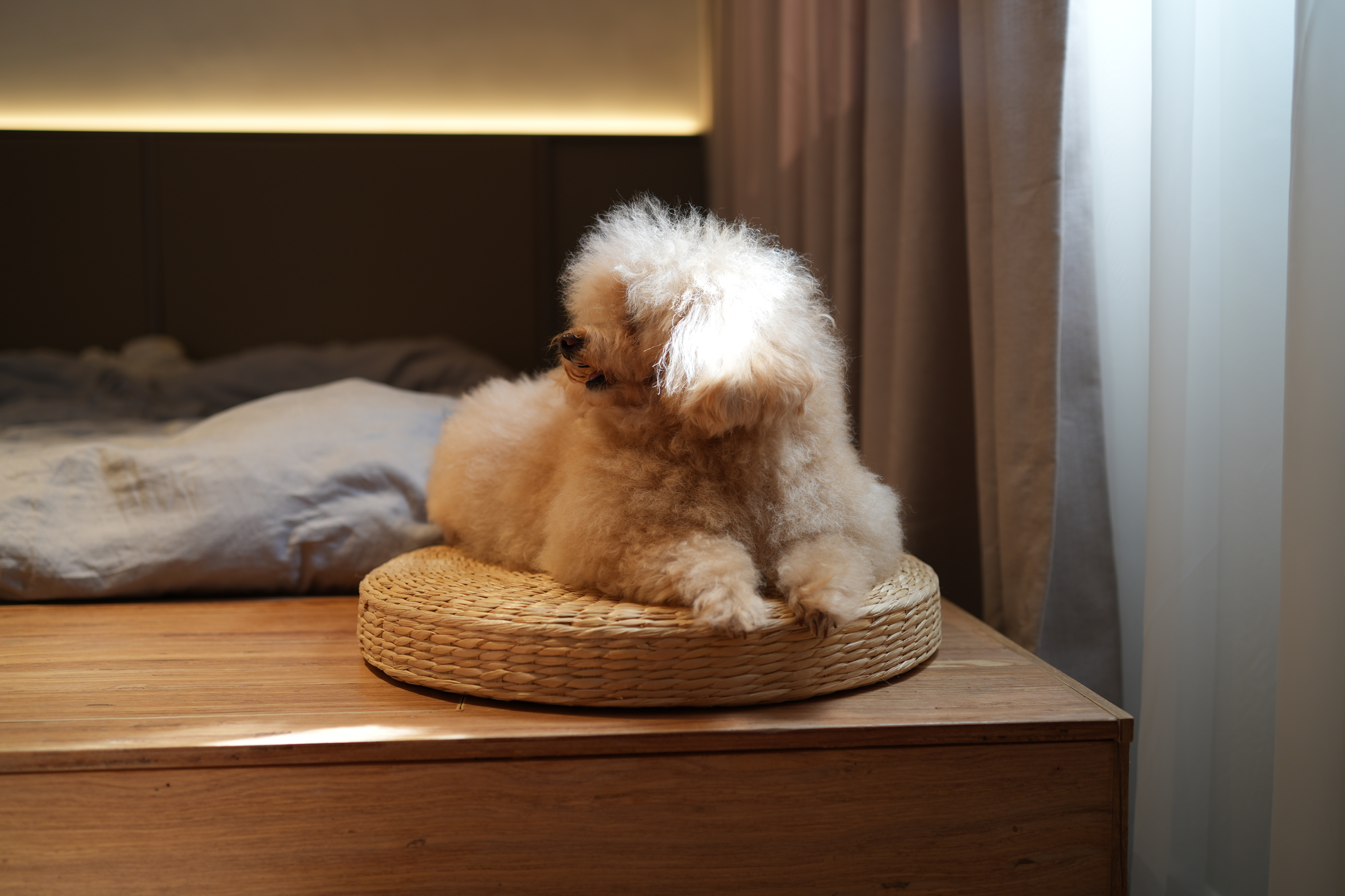 Finding the things soft, warm and cosy around hitotema.home - Small fluffy dog, sitting on woven basket, cozy room, soft