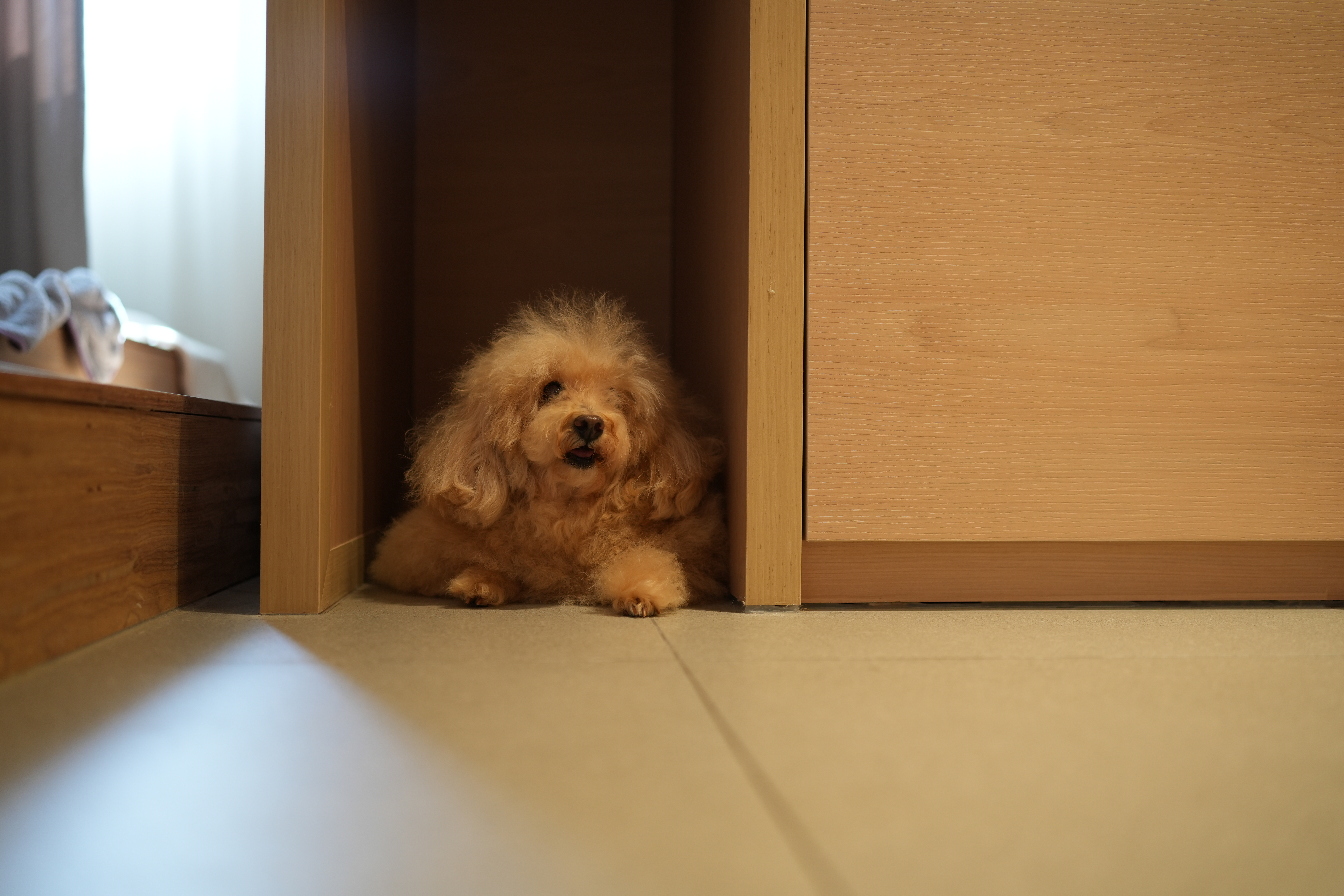 Finding the things soft, warm and cosy around hitotema.home - Warm wooden interior, fluffy dog peeking out, cozy room
