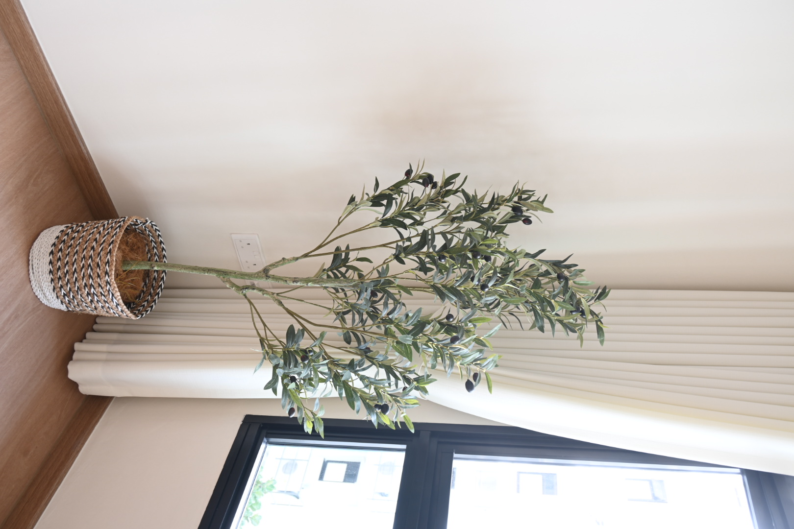 House plants - can you tell if they are real or fake?  - ceiling, natural light, indoor plant, olive branch, green leaves