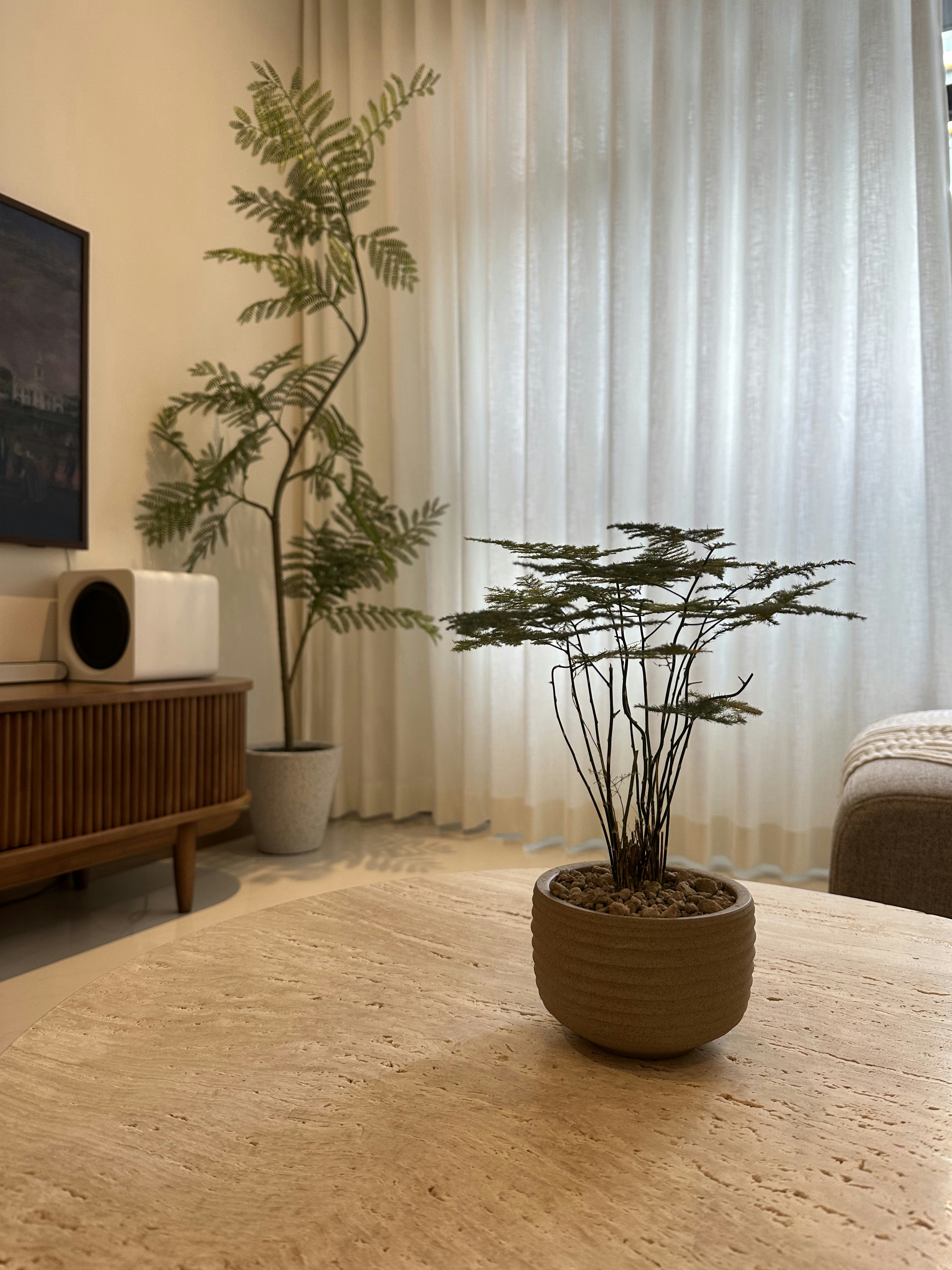 House plants - can you tell if they are real or fake?  - Modern living room, cozy atmosphere, indoor plants, natural light