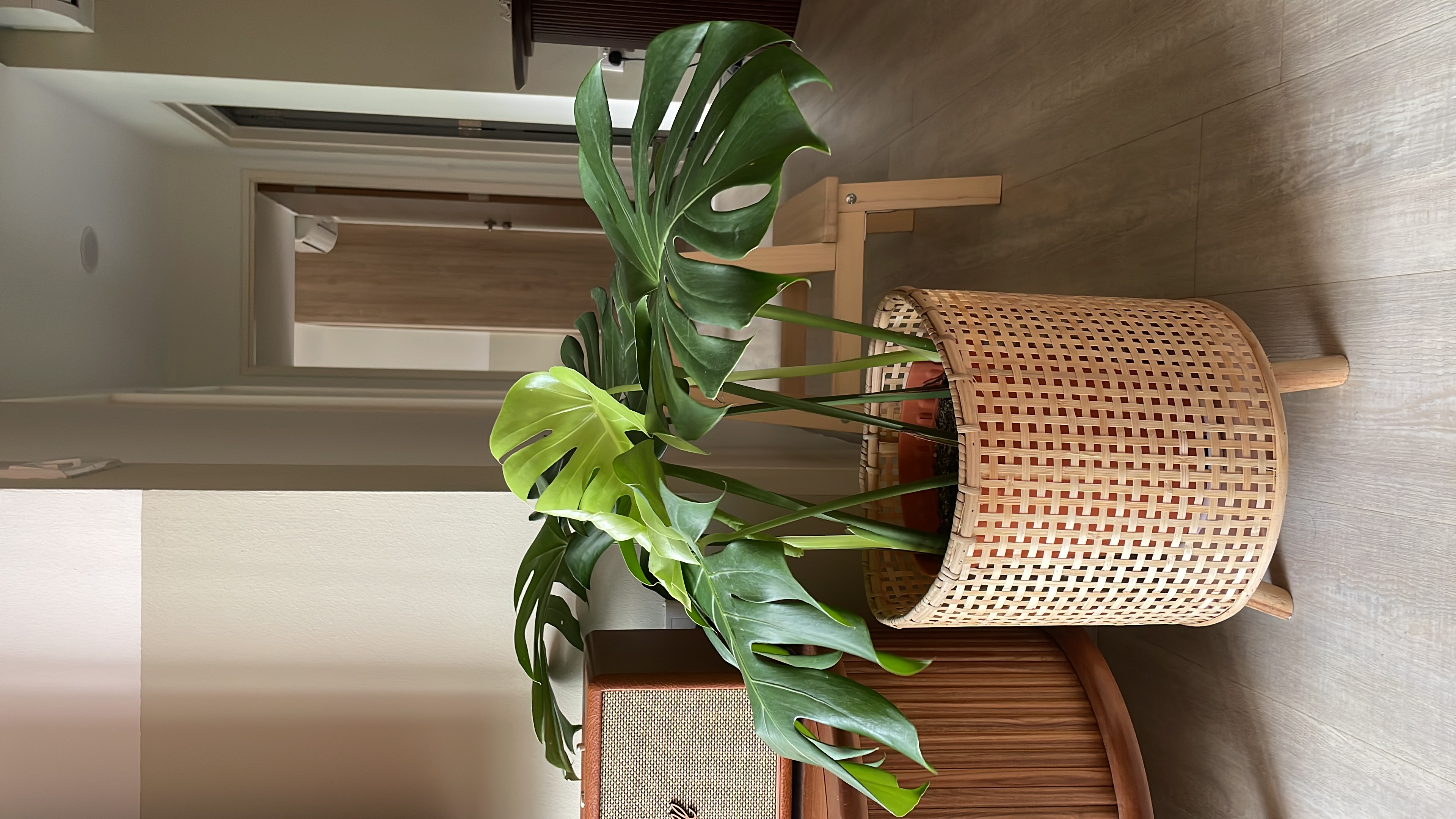 Bringing Nature Indoors: Our Green Oasis 🍃  - green plant, indoor setting, wooden wall, modern decor, natural light, woven