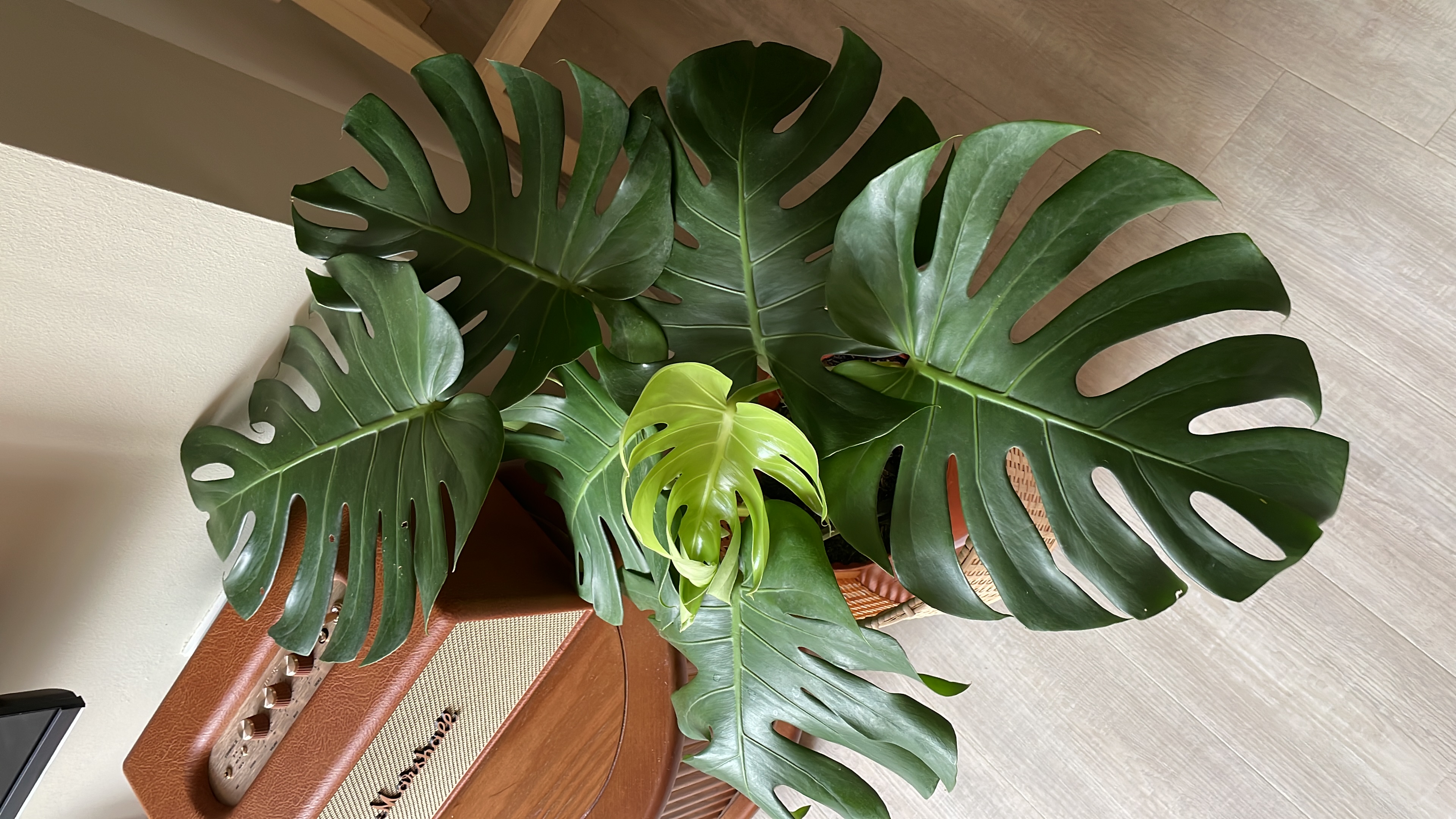 Bringing Nature Indoors: Our Green Oasis 🍃  - Large green leaves with cut-out patterns, indoor plant arrangement, wooden