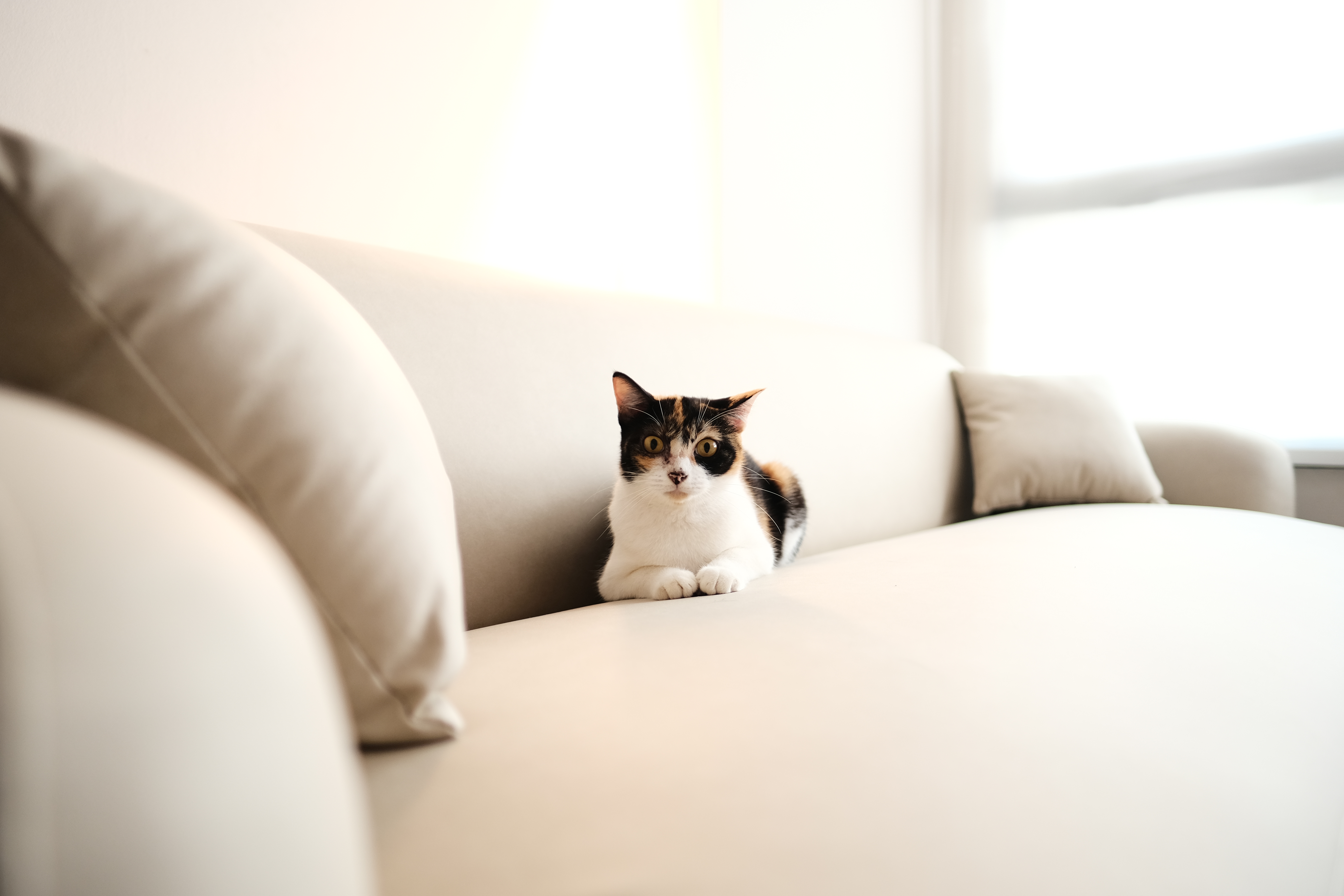 Comfort - Cat, indoor, sitting, white and brown, fluffy, soft, cushioned, cozy, relaxed, alert, bright, natural light