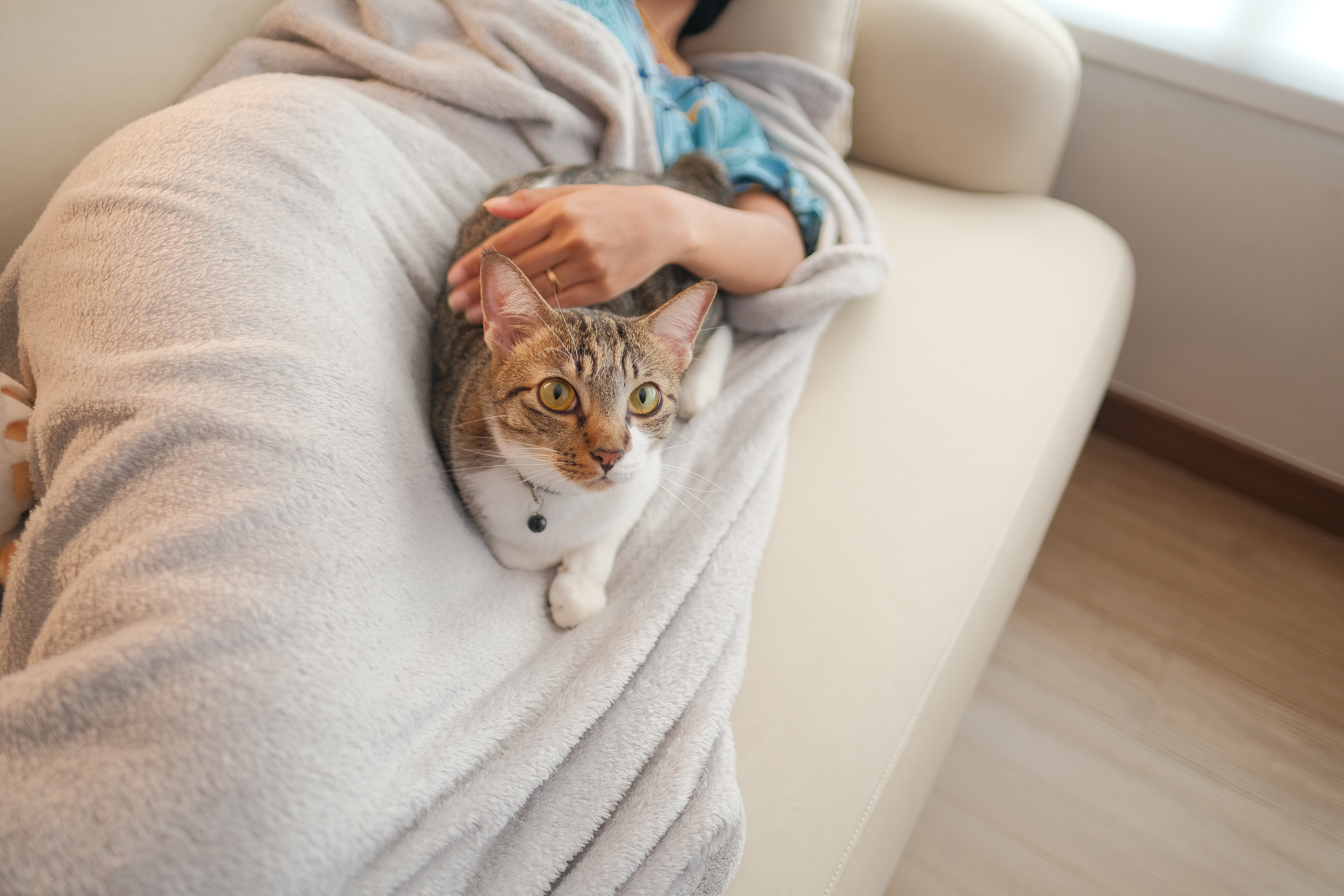 Comfort - Couch, person, gray blanket, cat, yellow eyes, relaxed, petting, cozy, soft, comfortable, indoor, serene, pet