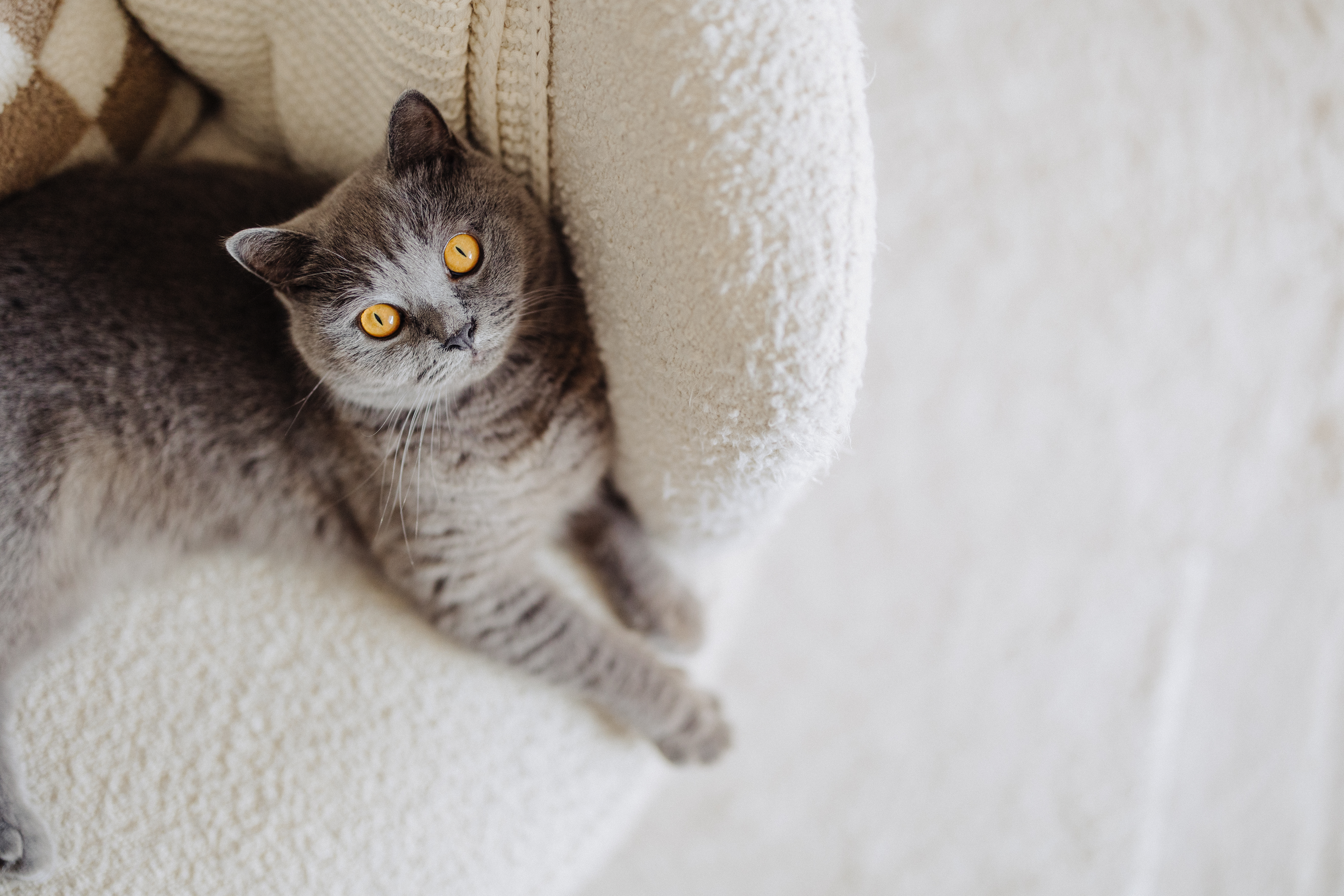 Photographer/Videographer couple’s cosy styled DBSS home in Yishun - Gray tabby kitten, bright yellow eyes, fluffy cushion