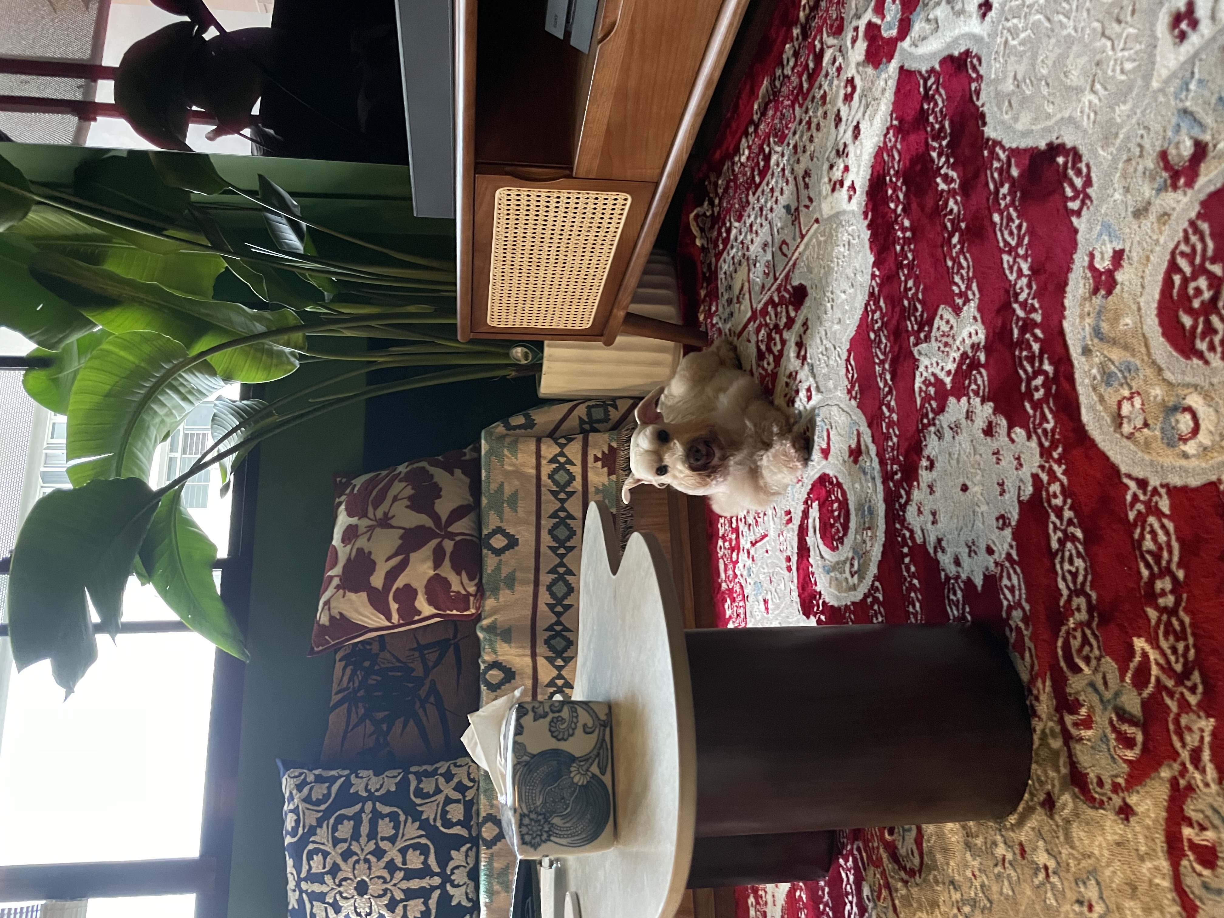 A unique blend of mid-century charm & cottage coziness - Red and white patterned rug, cozy indoor setting, small dog on rug