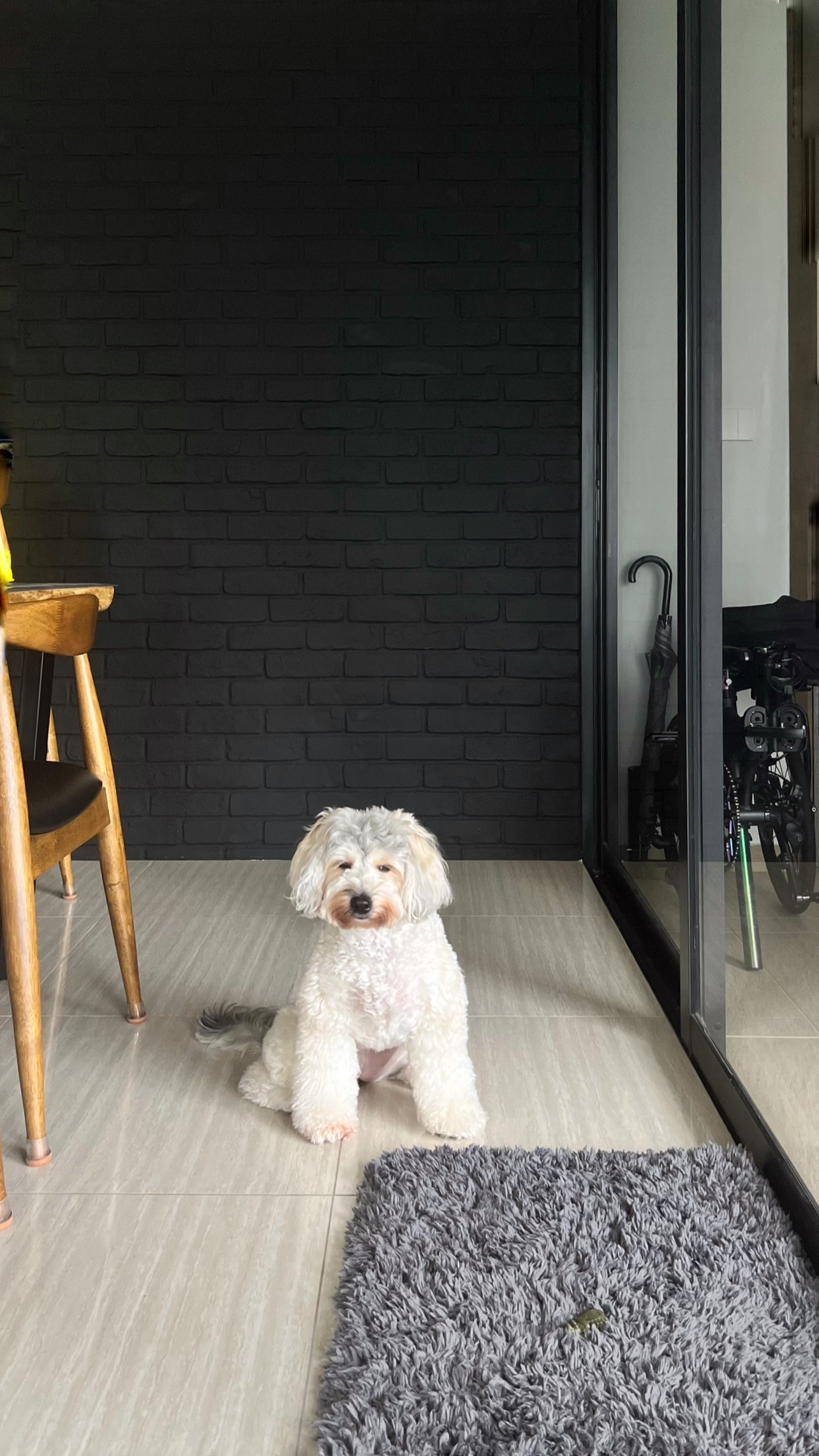 Our little cosmopolitan treehouse! - White fluffy dog, sitting on floor, looking at camera, wooden chair, black brick wall