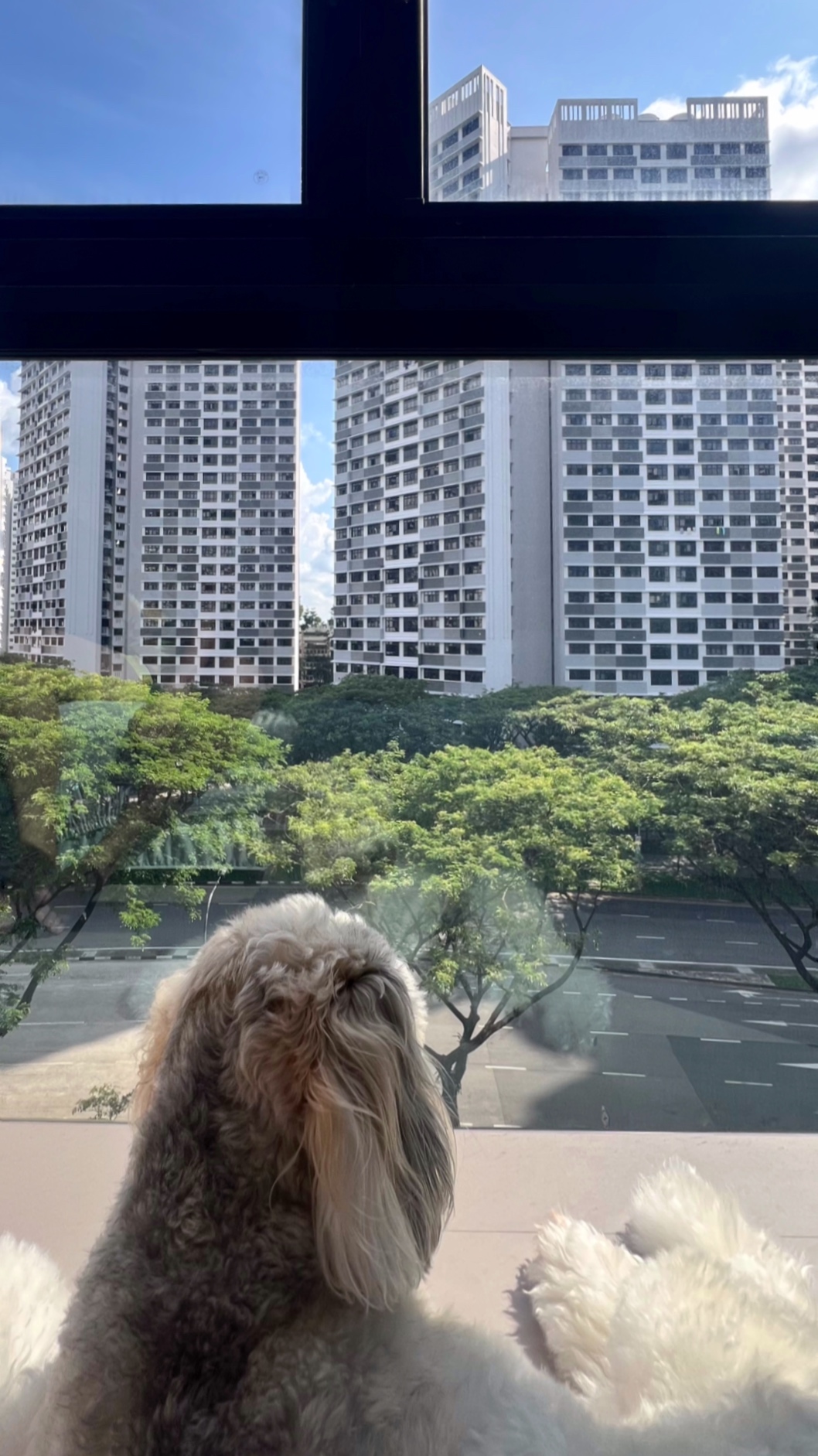 Our little cosmopolitan treehouse! - Dog sitting by window, looking out at cityscape, tall buildings in the background, clear
