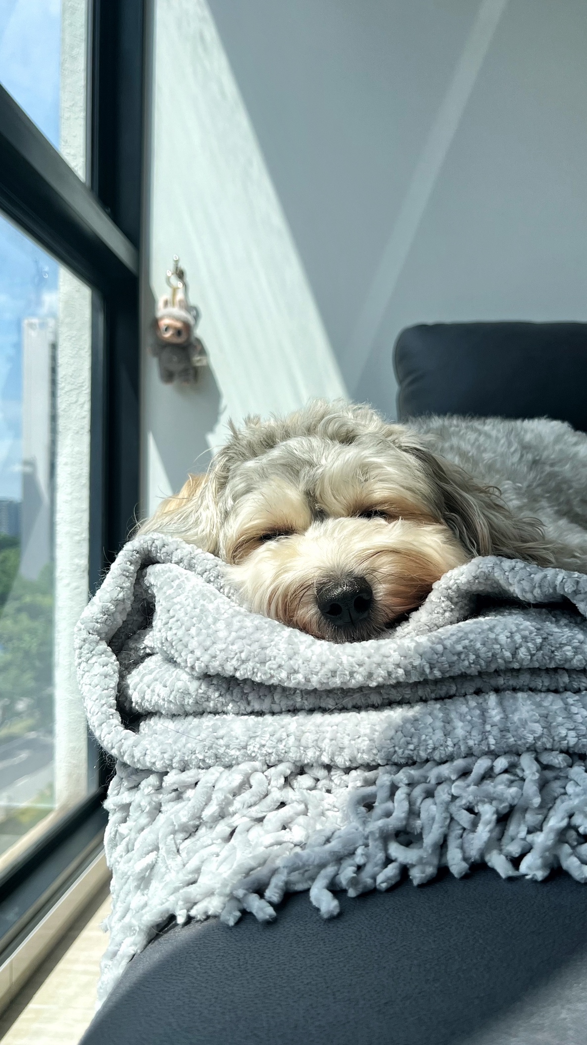 Our little cosmopolitan treehouse! - Soft, fluffy dog snuggled in cozy blanket, lying on dark gray couch, bright sunlight