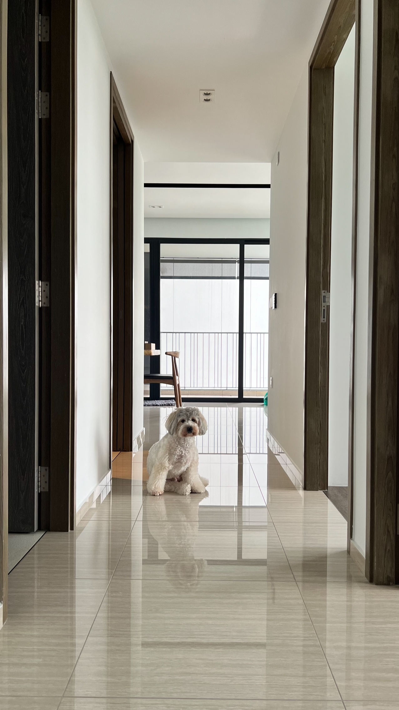 Our little cosmopolitan treehouse! - Modern minimalist hallway, sleek wooden doors, polished tiled floor, small dog sitting