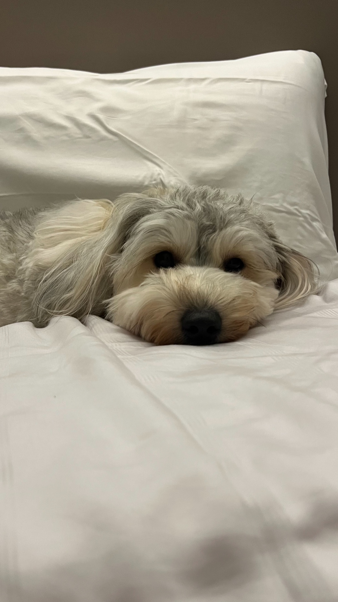 Our little cosmopolitan treehouse! - Small, fluffy dog with long, gray and white fur, lying on a white bed, looking directly