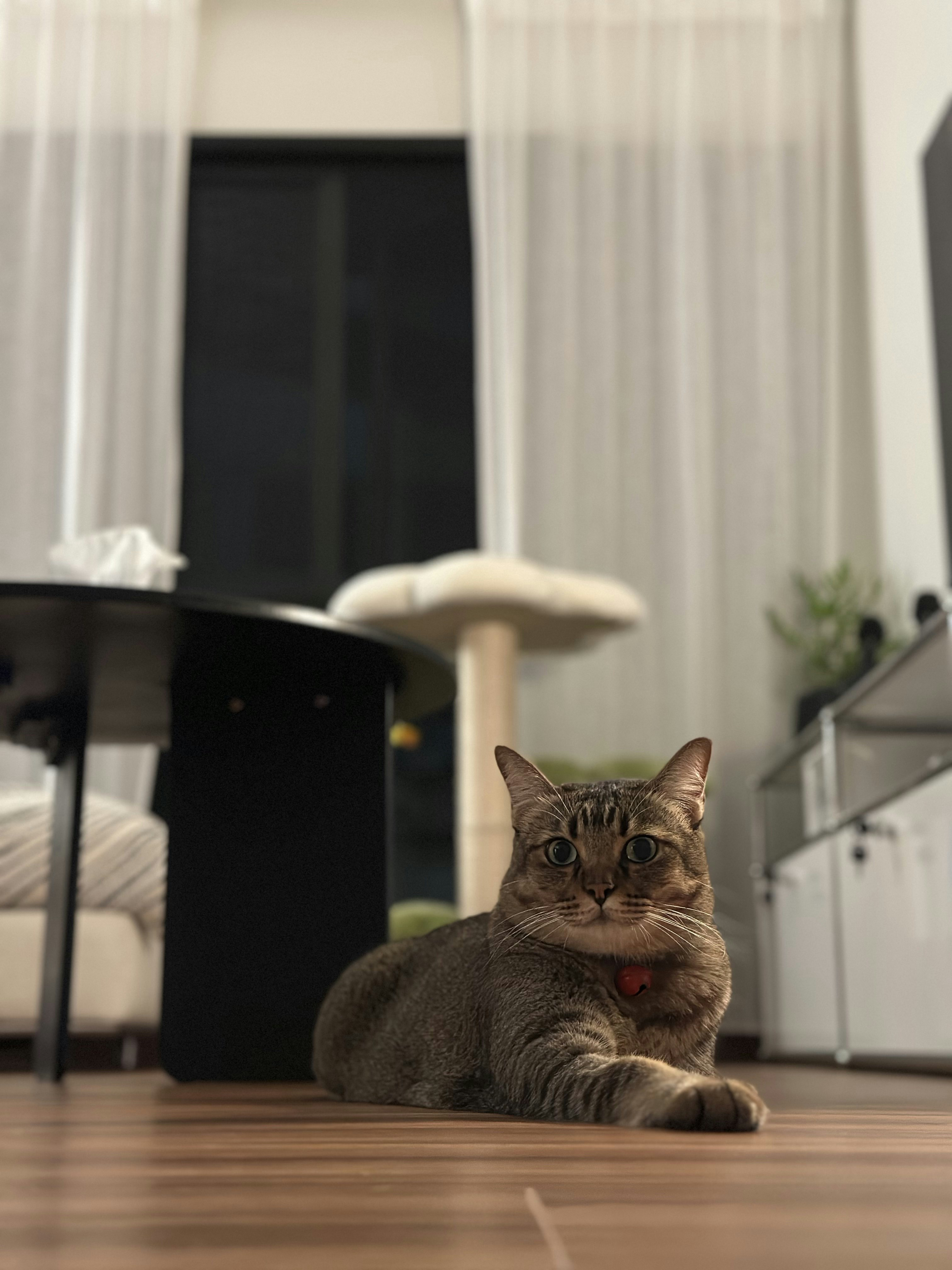 Bauhaus cathaus - $38k 4BR Reno for an open, flexible space       - Cat with red collar, sitting on wooden floor, looking