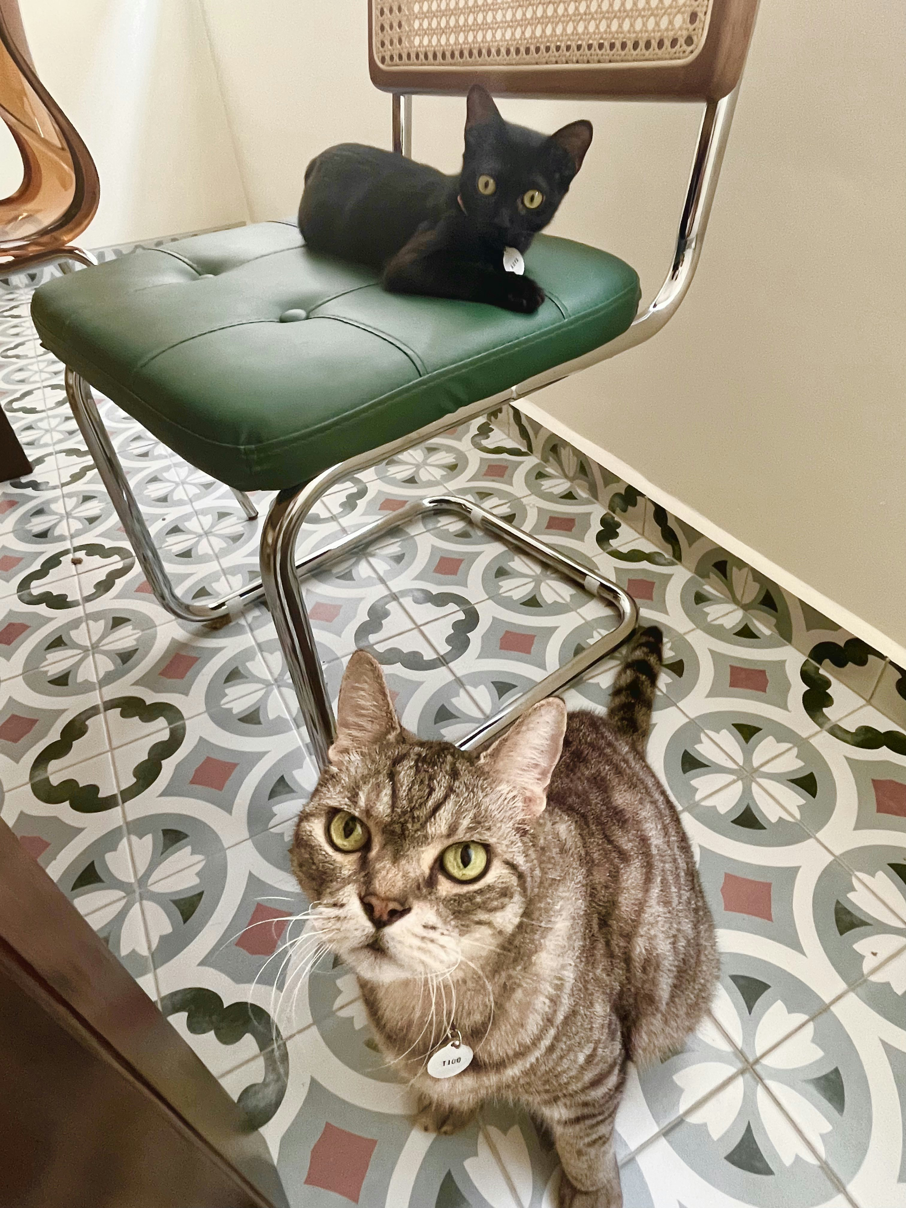 Maximising space in our cosy & quirky home with cats - Black cat with yellow eyes lounging on green chair, Brown tabby cat