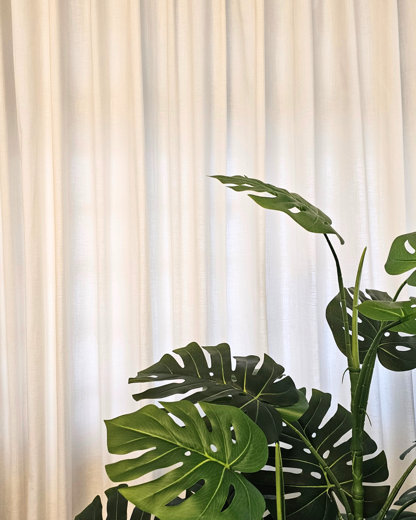 One Year Later – Our Experience & Transformation - White sheer curtains, lush green plant, large heart-shaped leaves