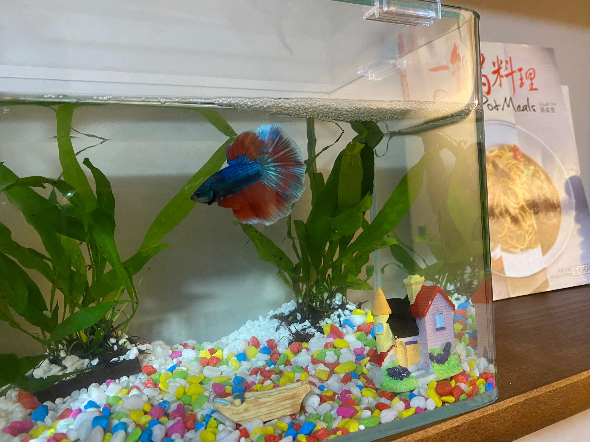 Dining in wood and tropical serenity - Aquarium, fish, vibrant fish, colorful fish, aquarium decoration, aquarium plants