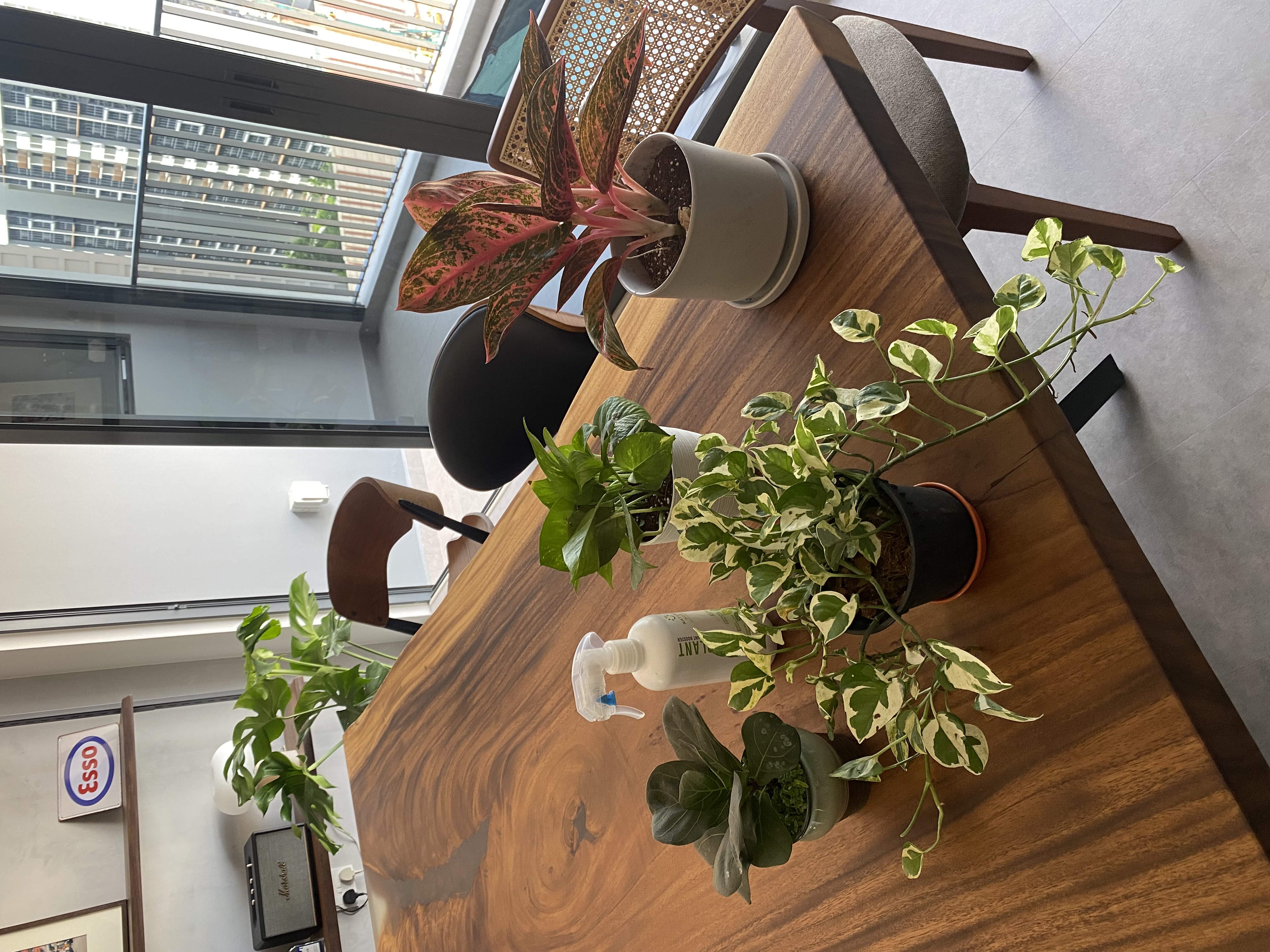 Dining, living, working and everything in between - Modern indoor setting, wooden table, indoor plants, indoor garden, indoor