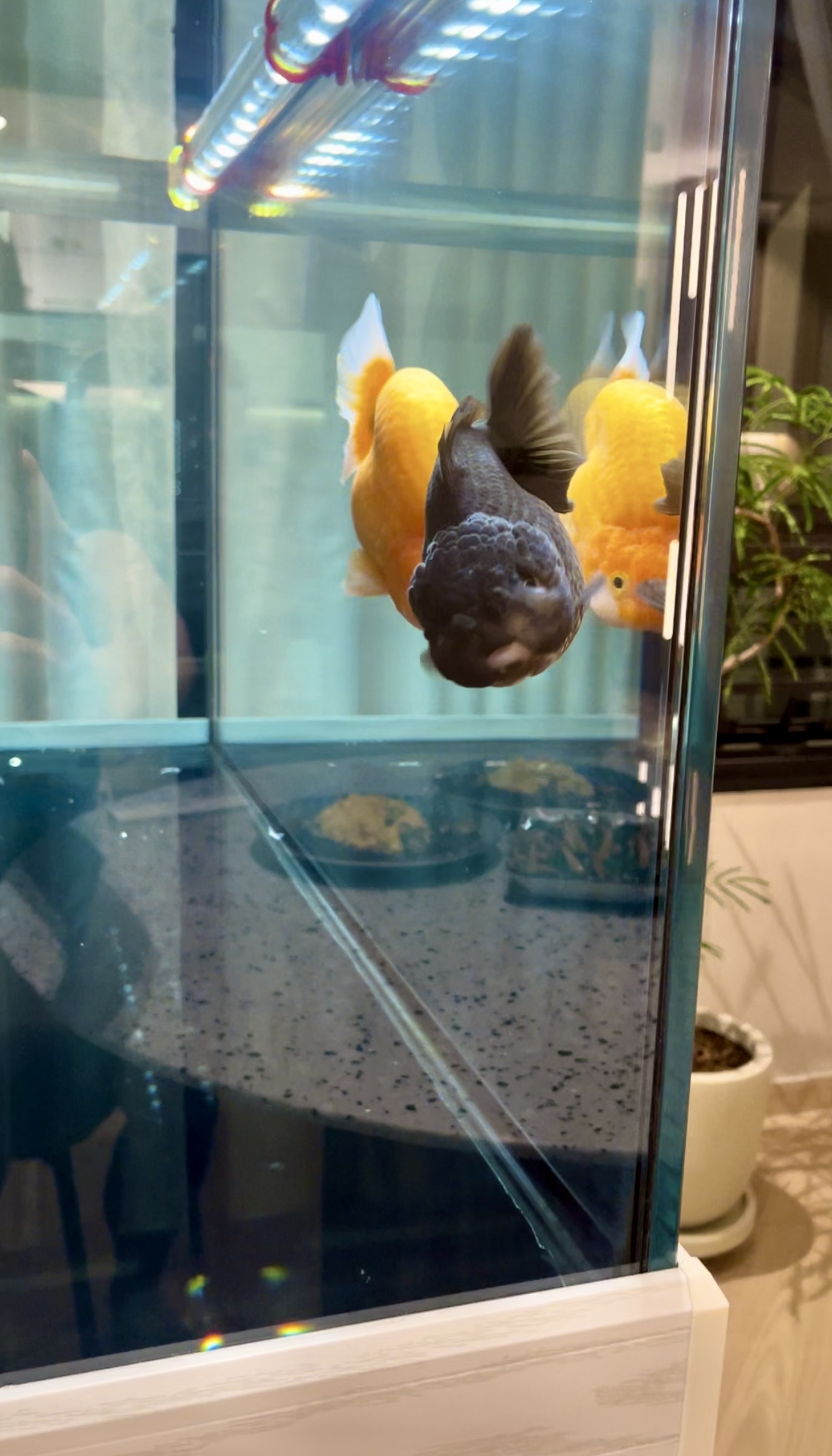Our Dining Space: Where Fluted Meets Herringbone 🍽️✨ - Goldfish, aquarium, fish tank, yellow and black, colorful fish