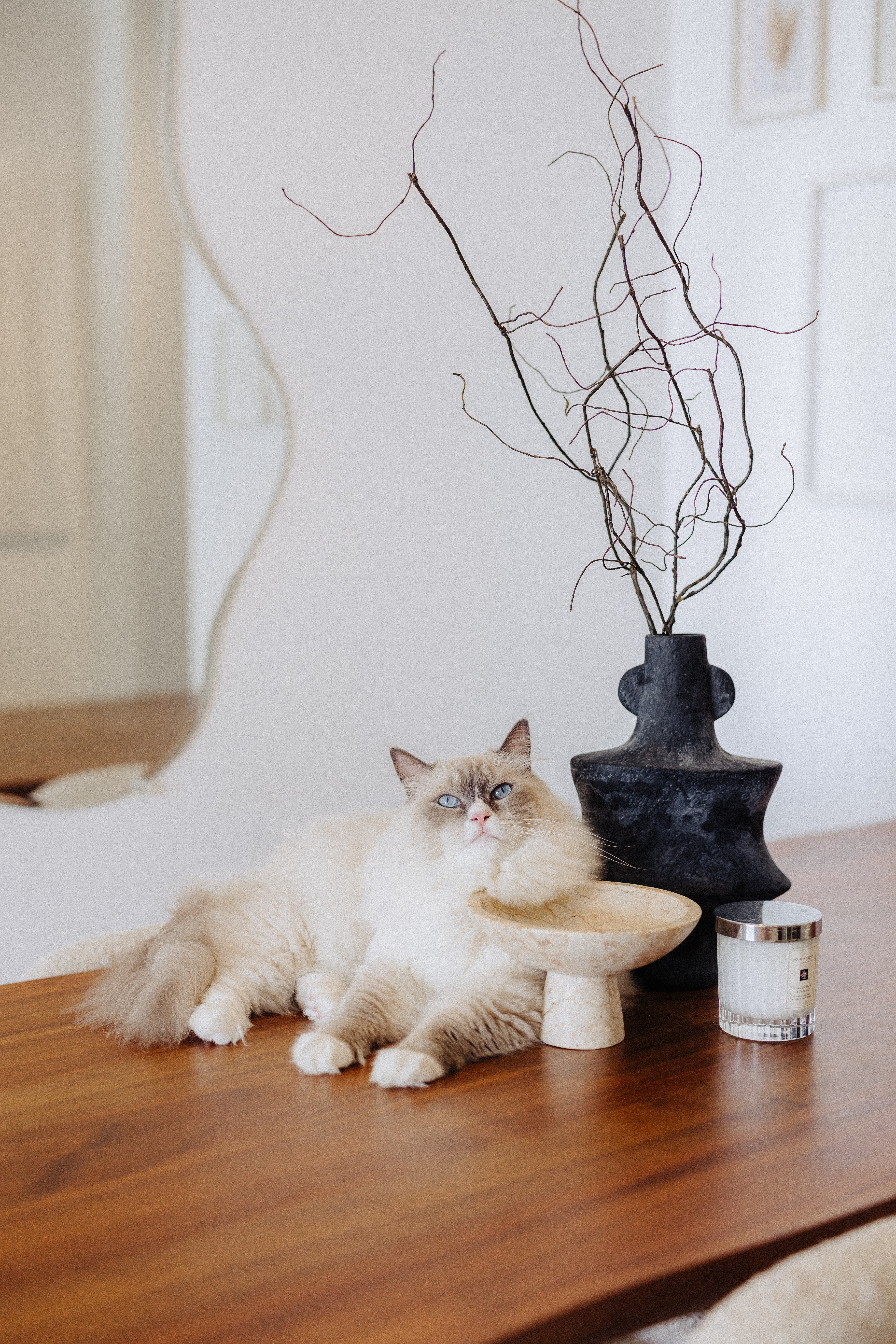 Our Dining Room: Making Magic With Styling✨ - Cream and white fluffy cat, sitting on wooden table, looking directly at the