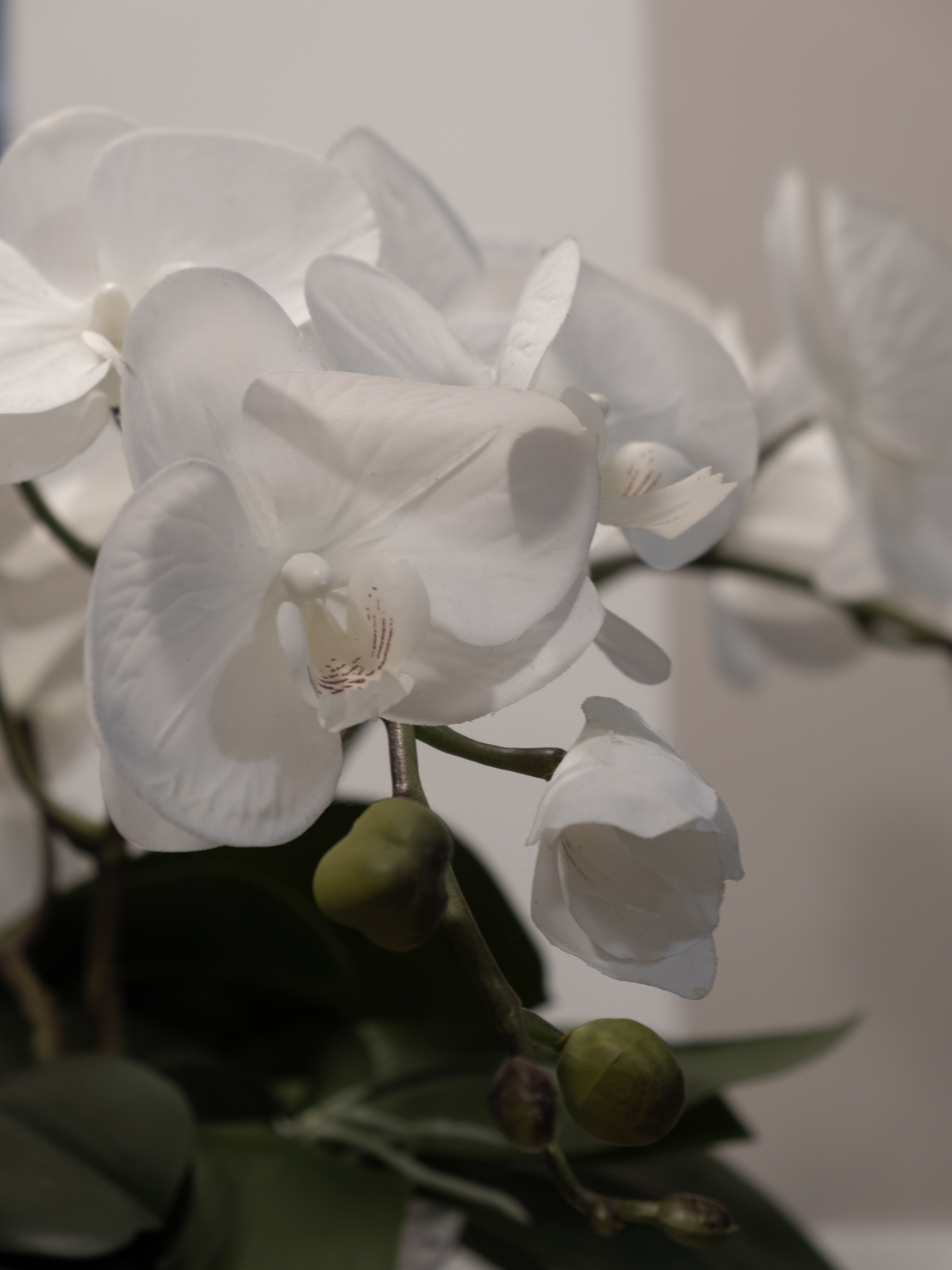 Turning Kitchen to Cosy Dining Area - White orchid flowers, delicate petals, soft focus, lush green leaves, intricate