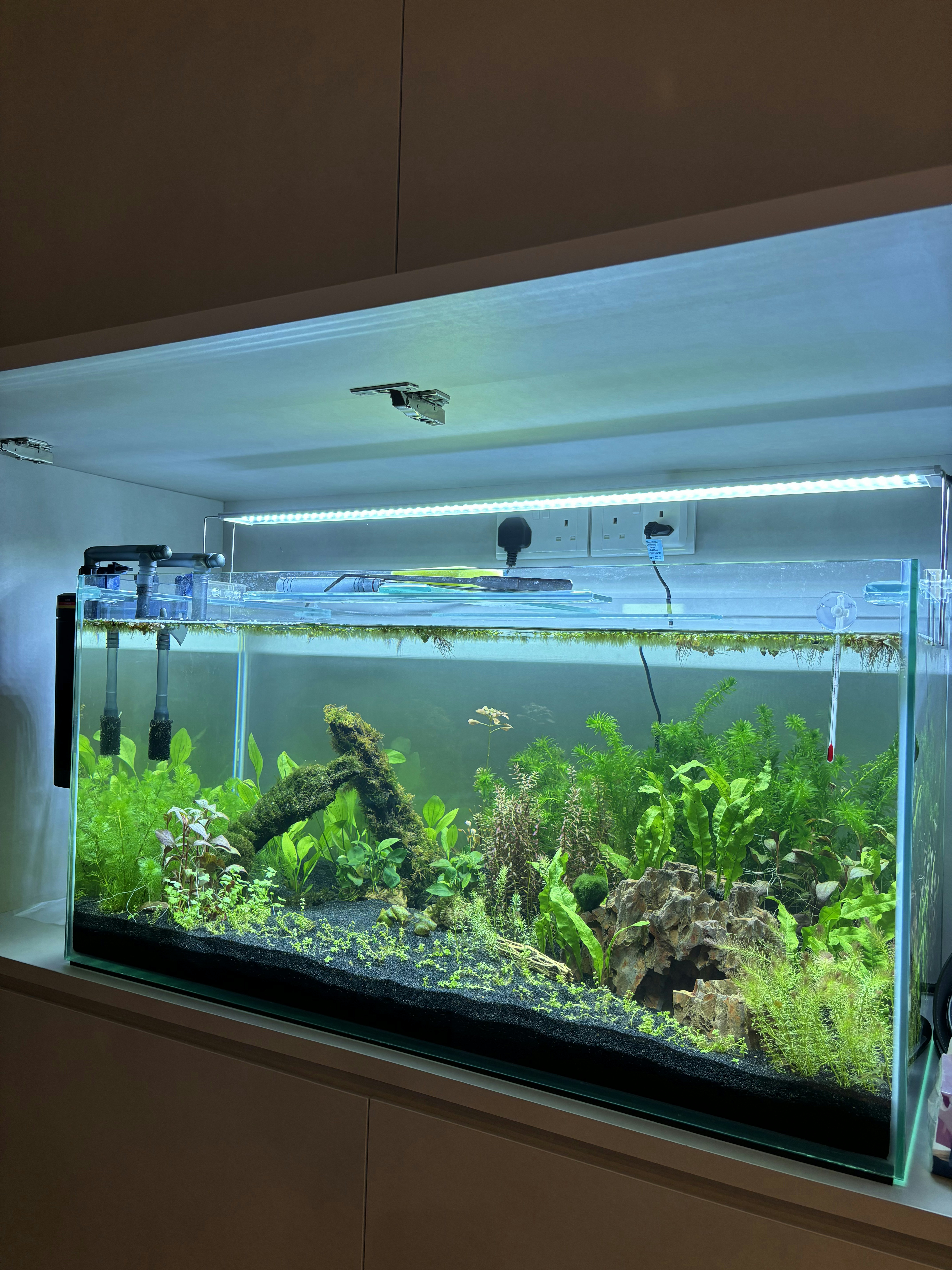 Our Dining Space: Where everything happens (even a fish tank!) - Modern aquarium with LED lighting, lush green plants
