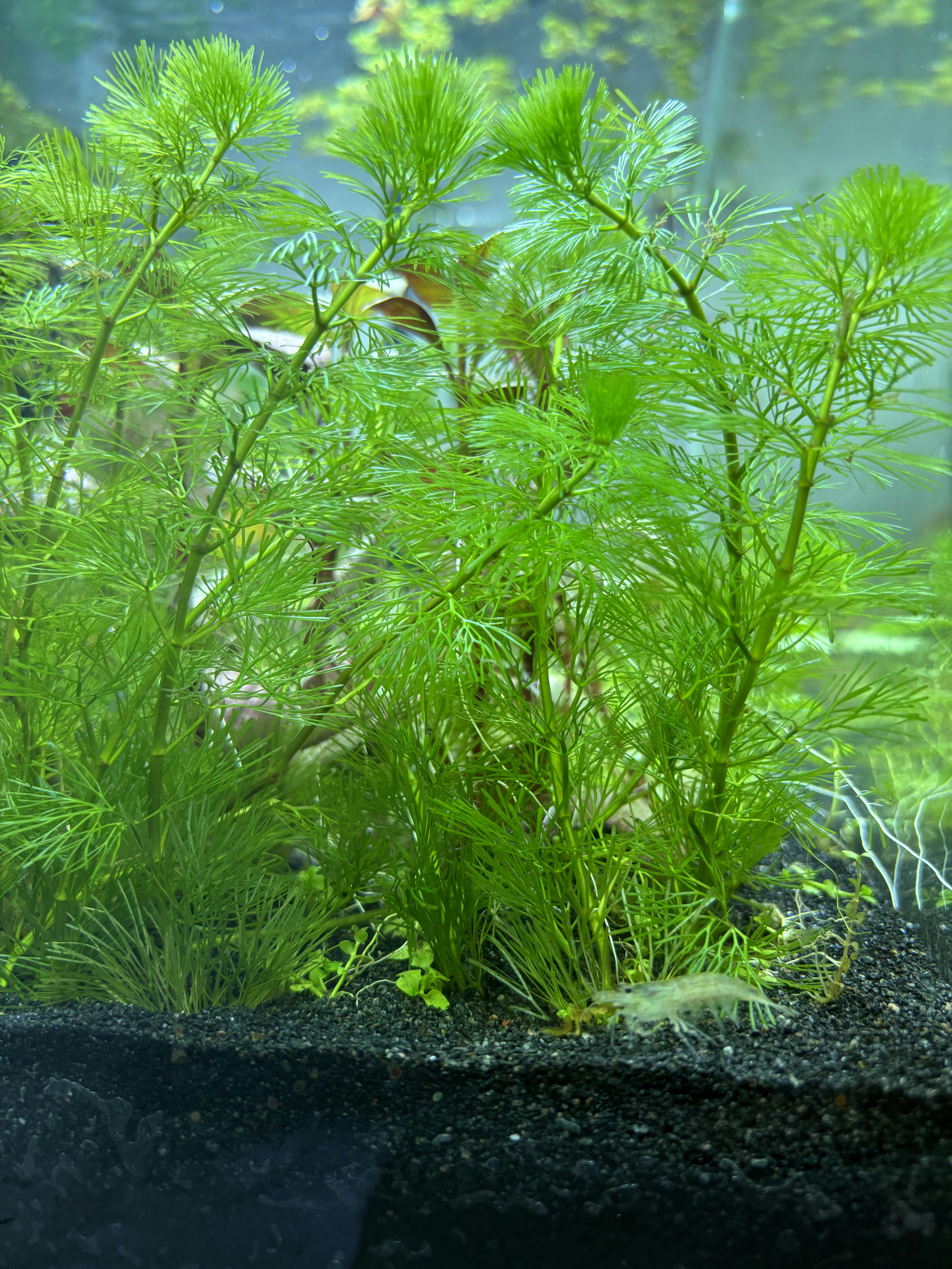 Our Dining Space: Where everything happens (even a fish tank!) - Fern plant with vibrant green fronds, underwater aquarium