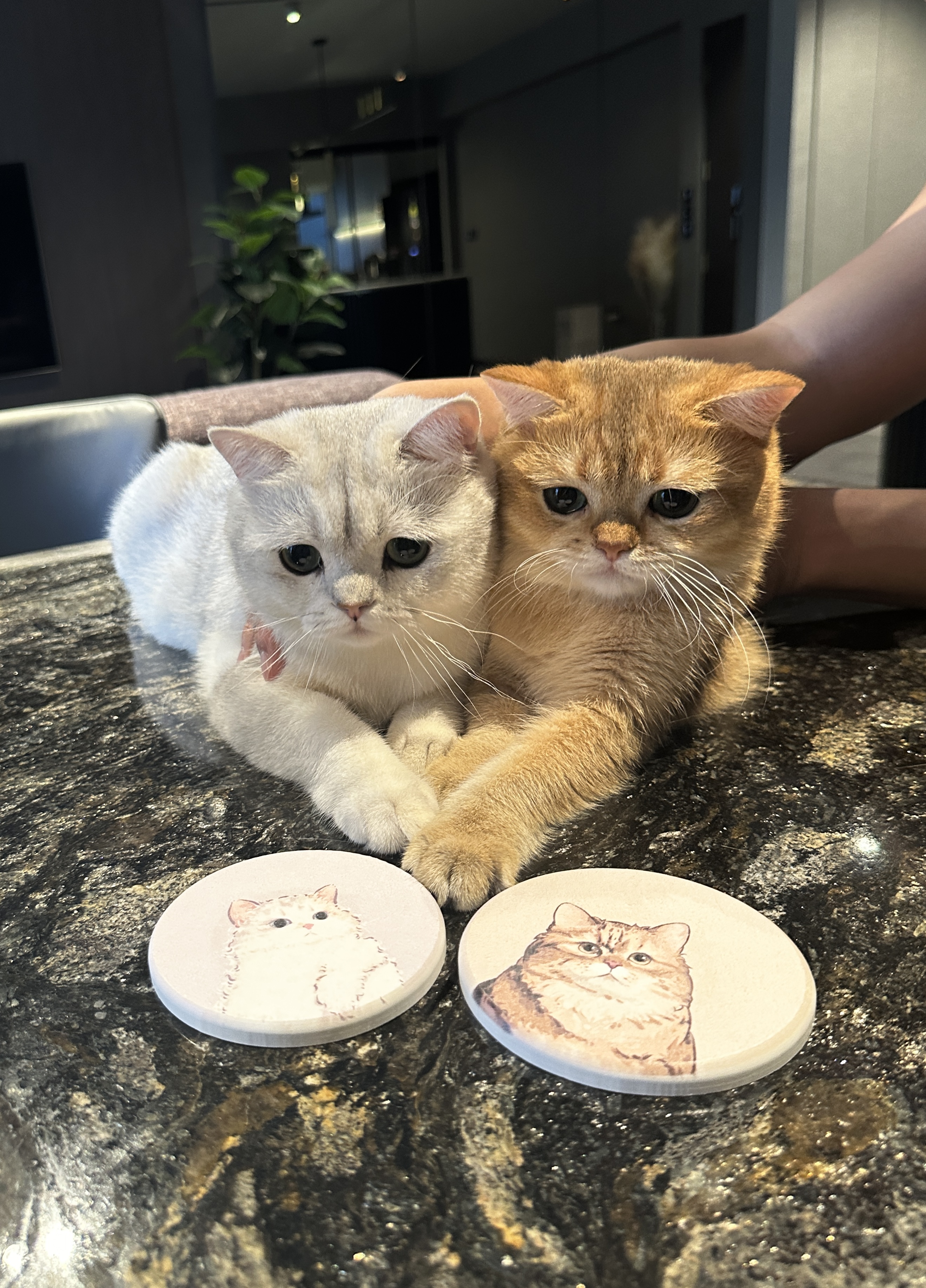 Elegant and Functional: A Glimpse of Our Dark Minimalist Dining Space - Cute kittens cuddling on kitchen counter, two round