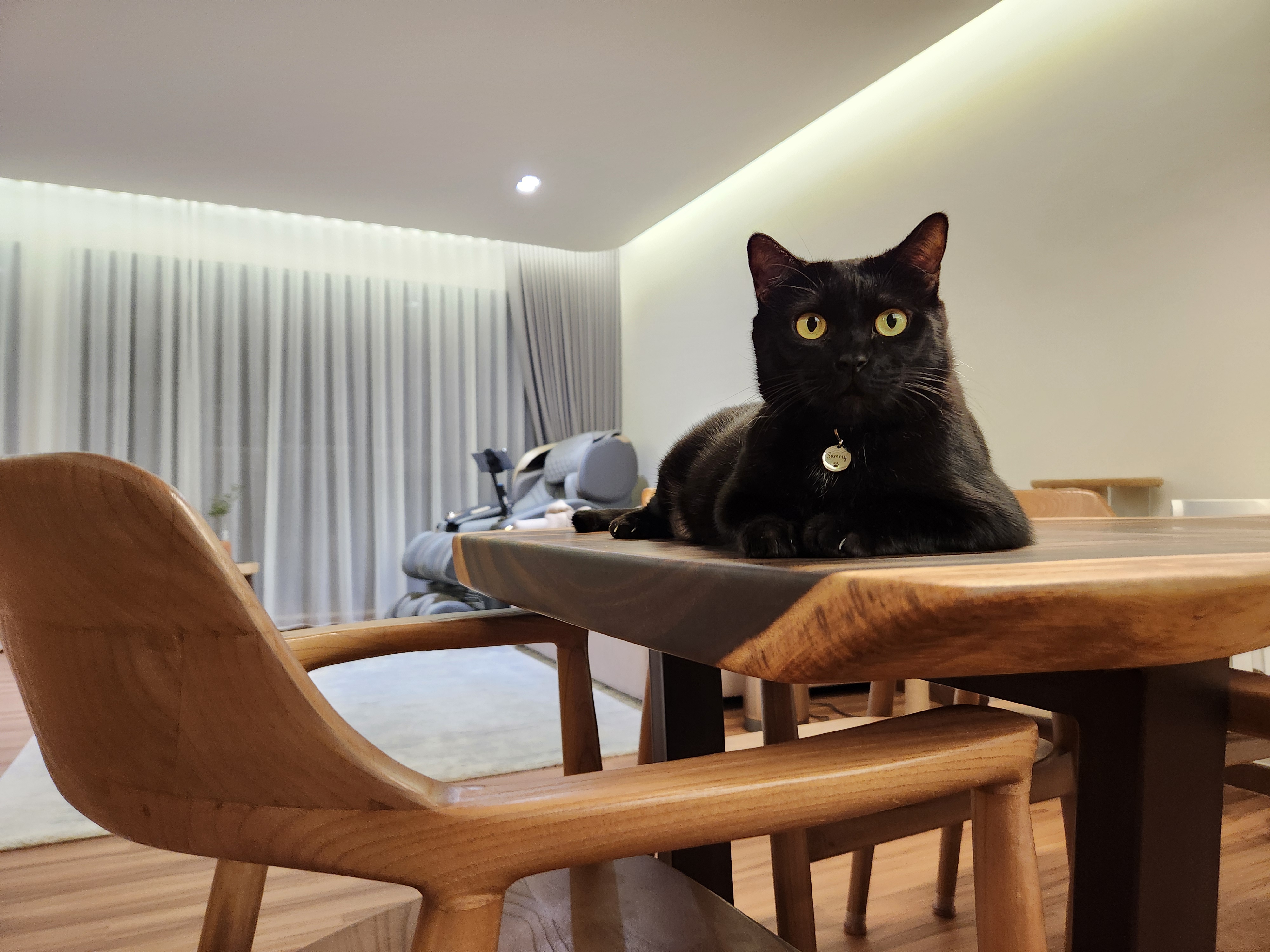 A cat's tour around our warm and cosy dining room - Modern minimalist interior, black cat with yellow eyes, wooden dining