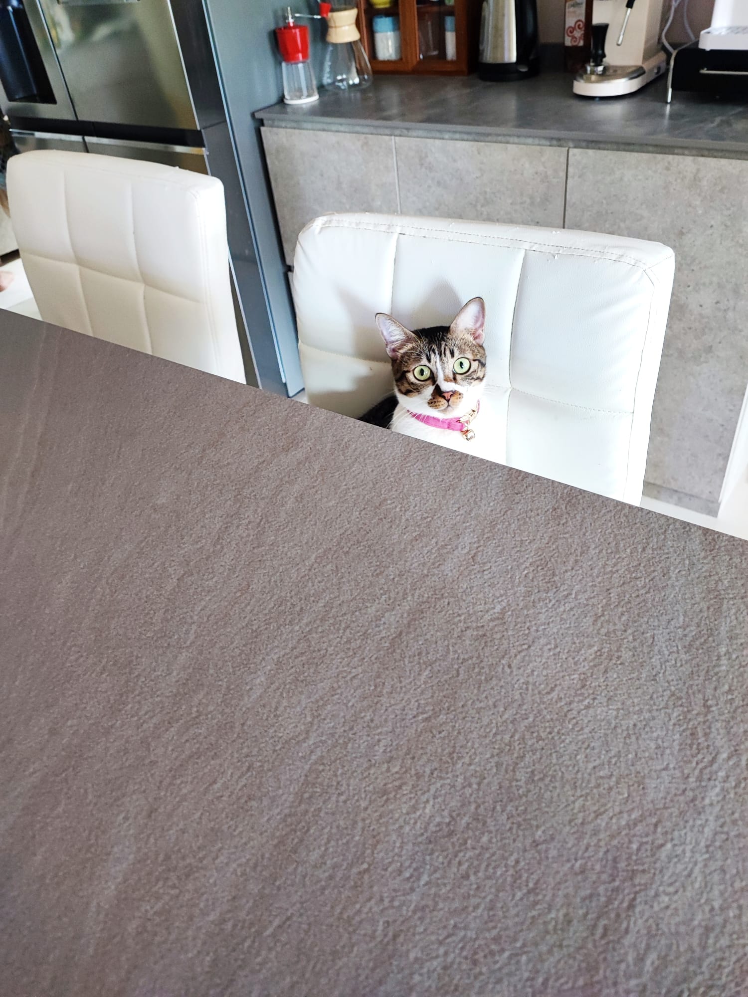 A multifunctional dining area, but on wheels! - White leather dining table, modern kitchen, cat sitting on chair, brown