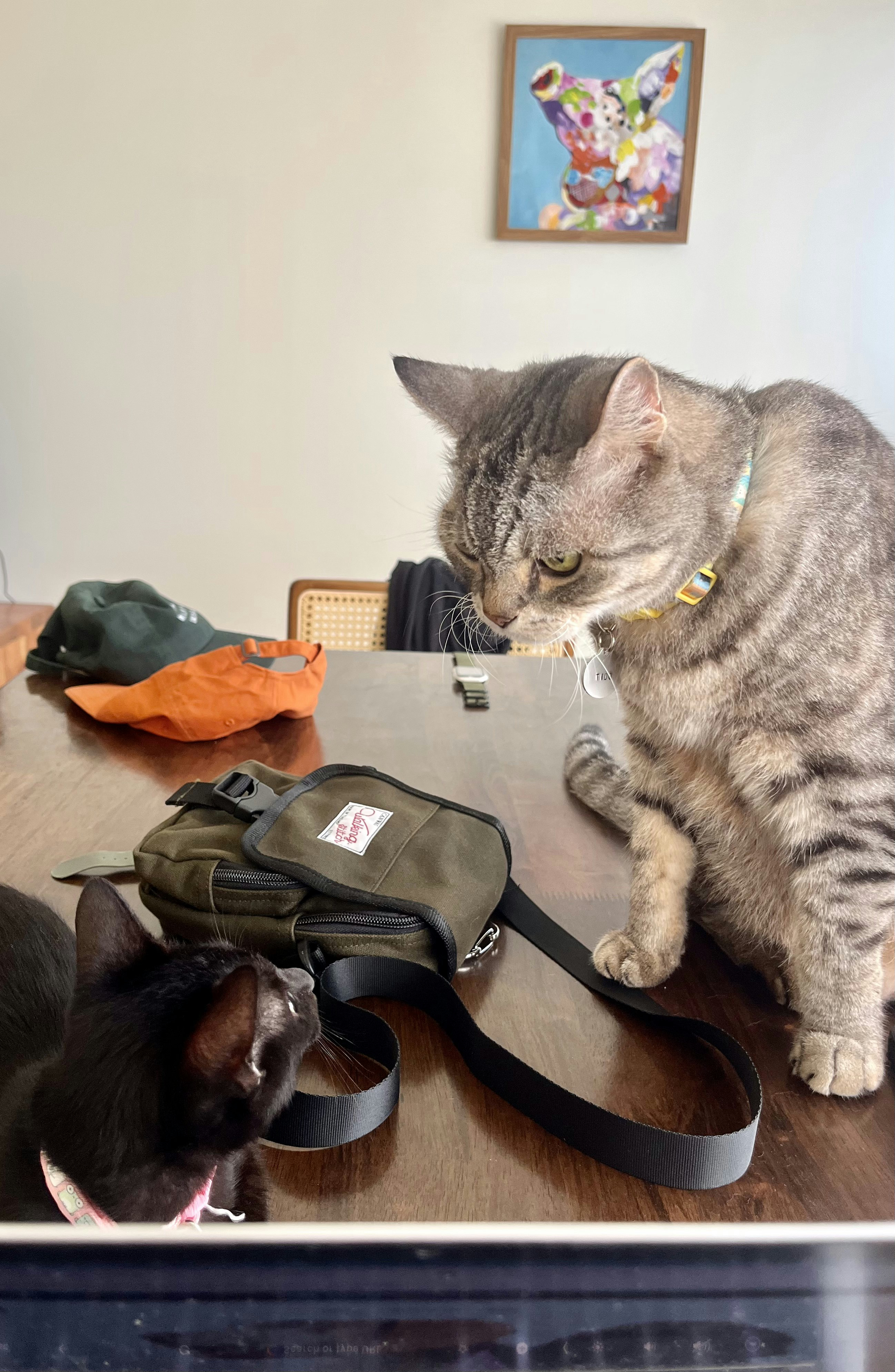 Furnishing our Dining Area for under $250 - gray tabby cat, sitting on table, looking at camera, green bag, black bag, orange
