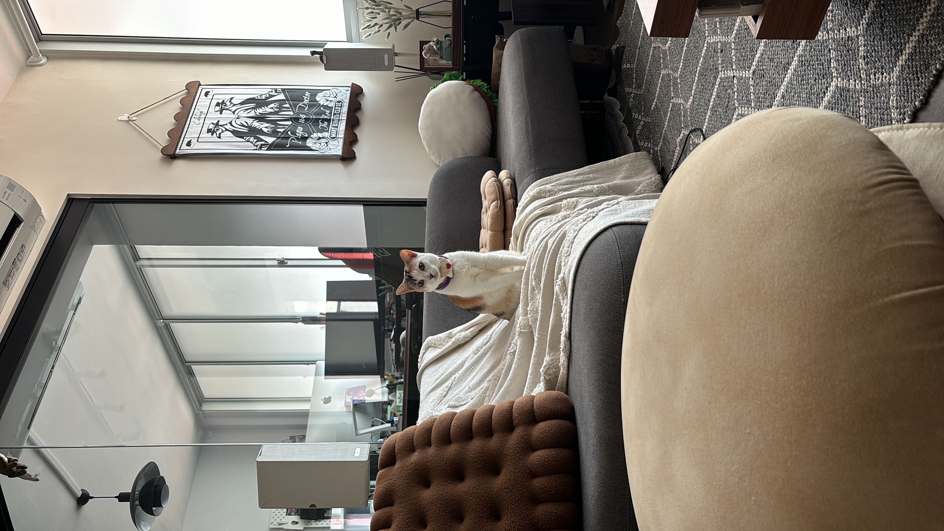 How we saved over 3.5k on furnishing our home - Cat sitting on gray couch with white blanket, Black and white framed artwork