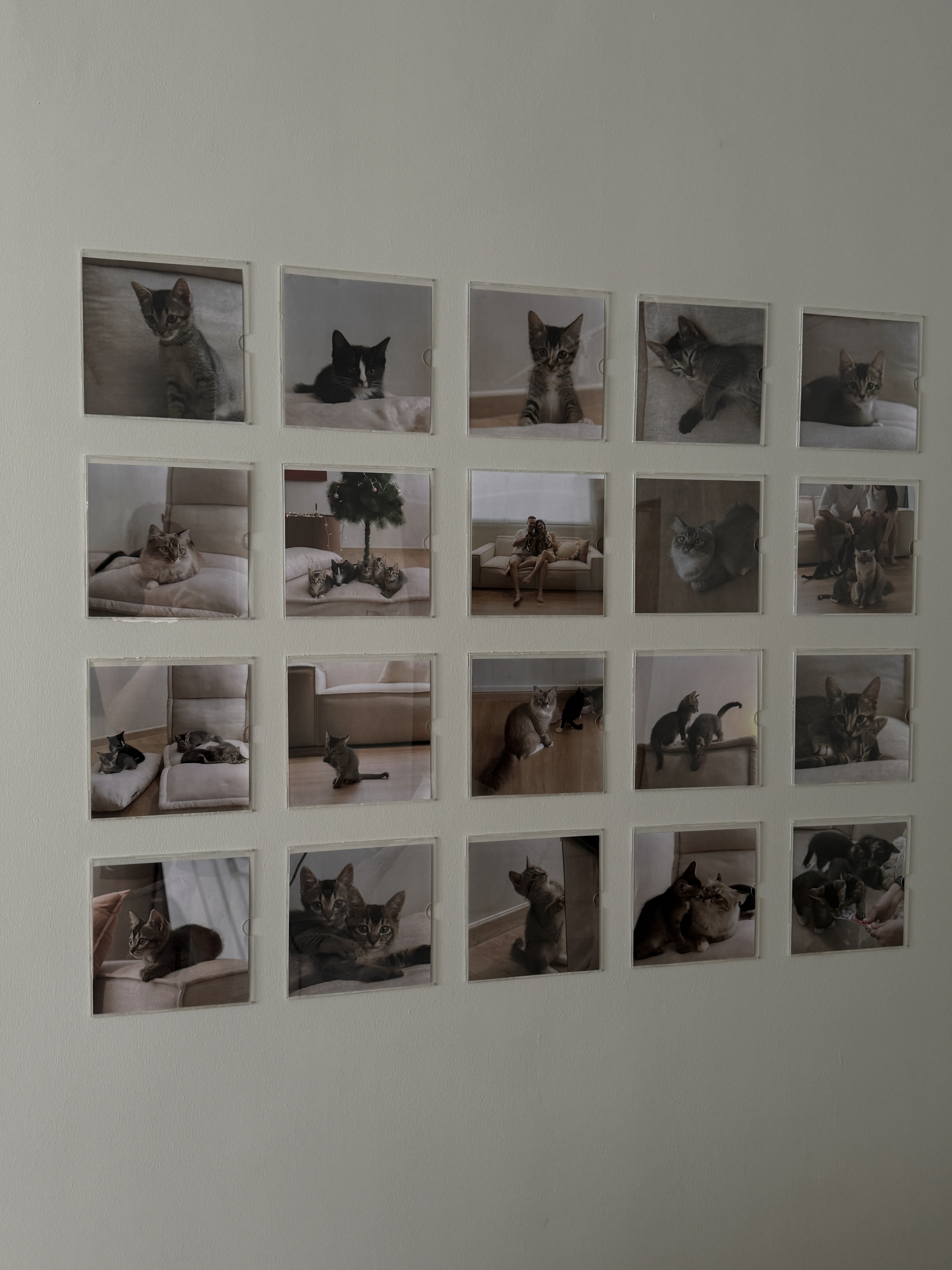 Home Styling: Tips to create a Cozy and Inviting Space - Cat photos, indoor setting, cozy room, soft lighting, black and