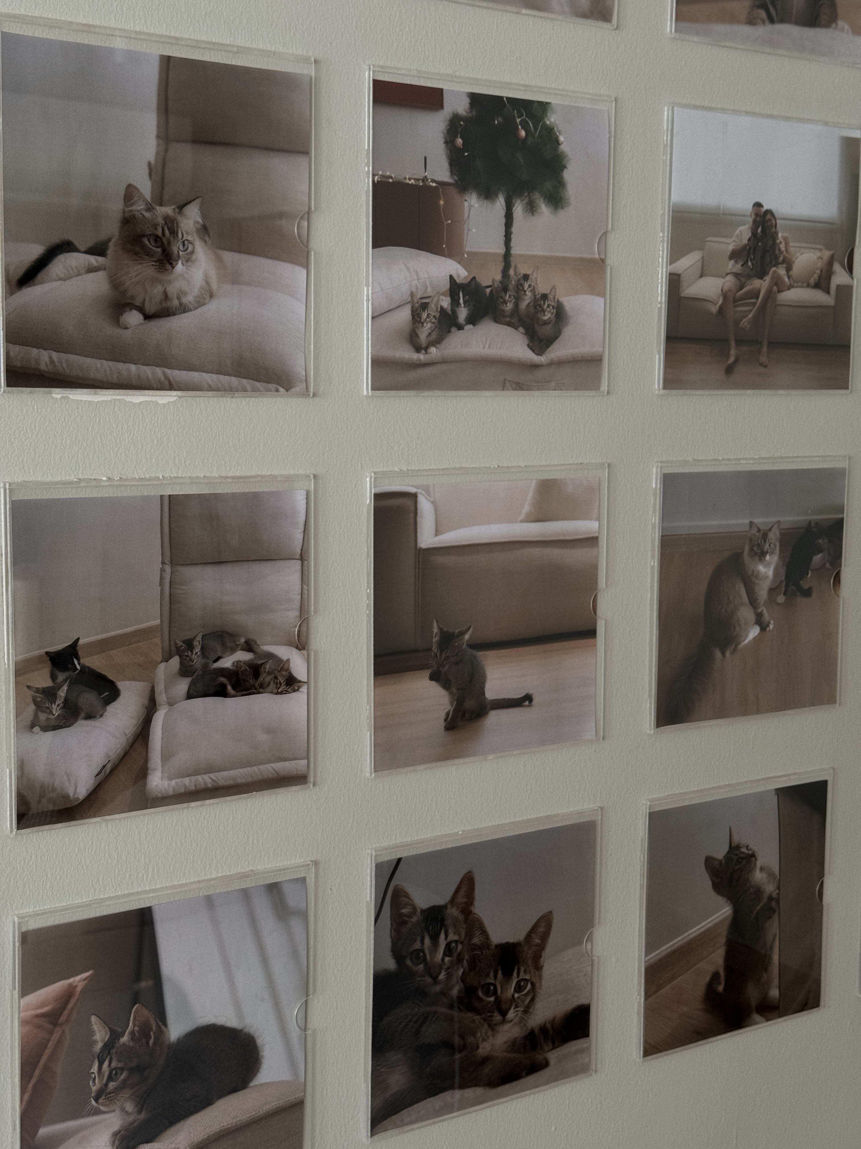 Home Styling: Tips to create a Cozy and Inviting Space - Calm domestic scene with fluffy cats on various cushions, Interior