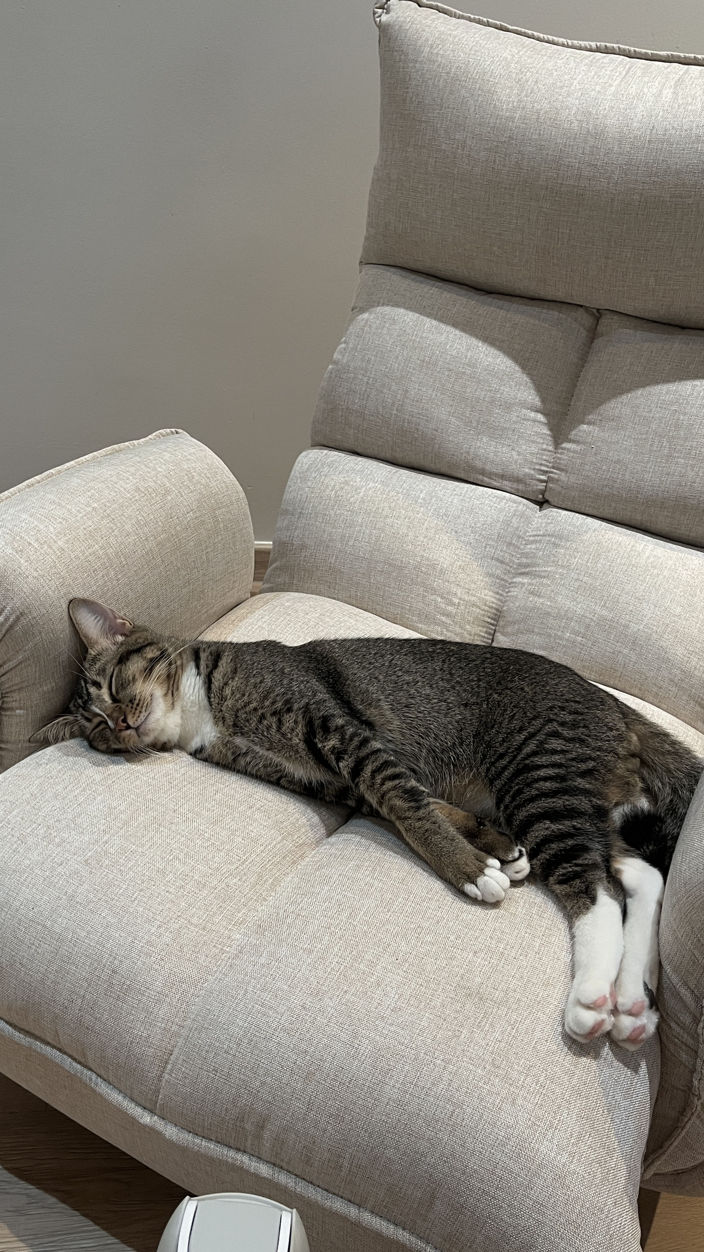 Home Styling: Tips to create a Cozy and Inviting Space - gray tabby cat, sleeping on armchair, fluffy cushion, soft fabric