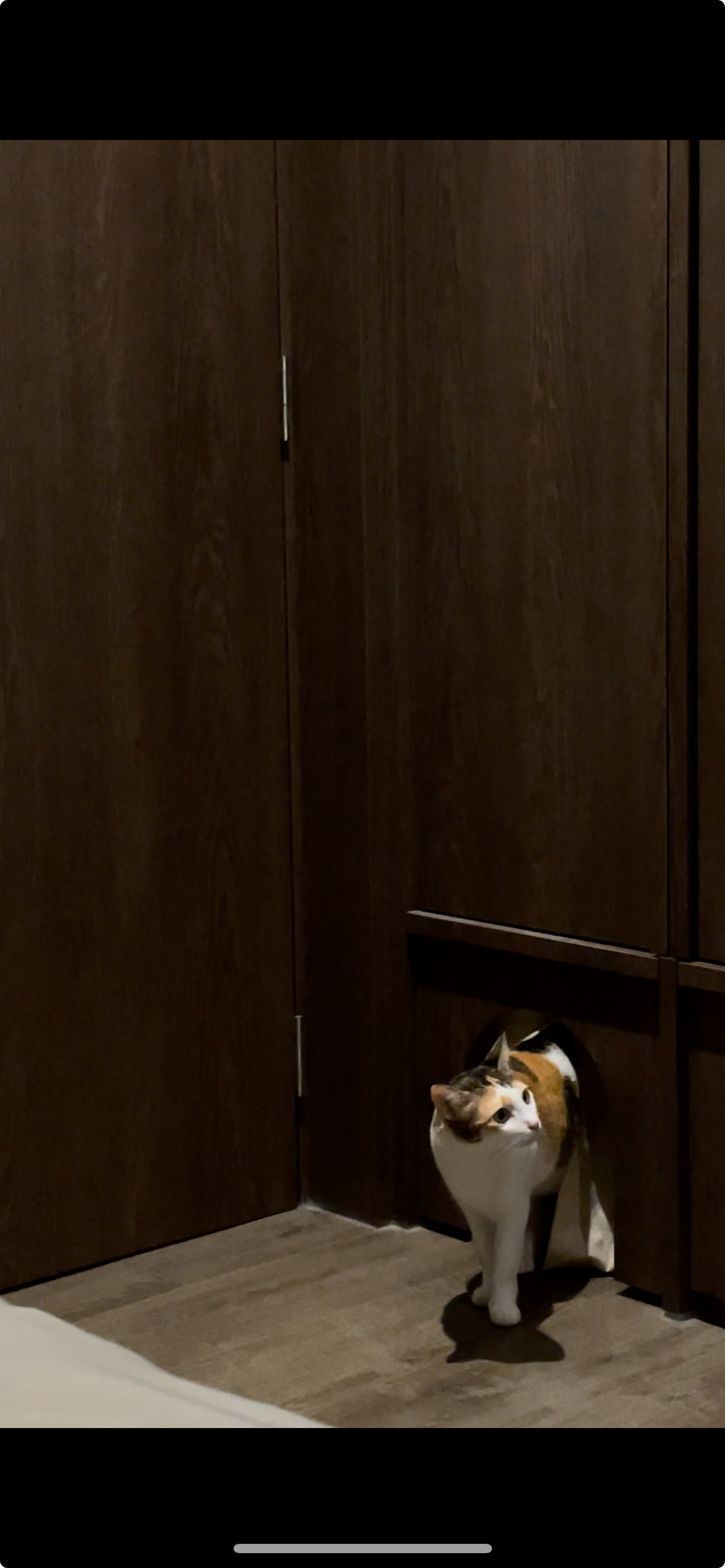 The-Body:-The-Bedroom-with-a-Mousehole-for-Cats!!!