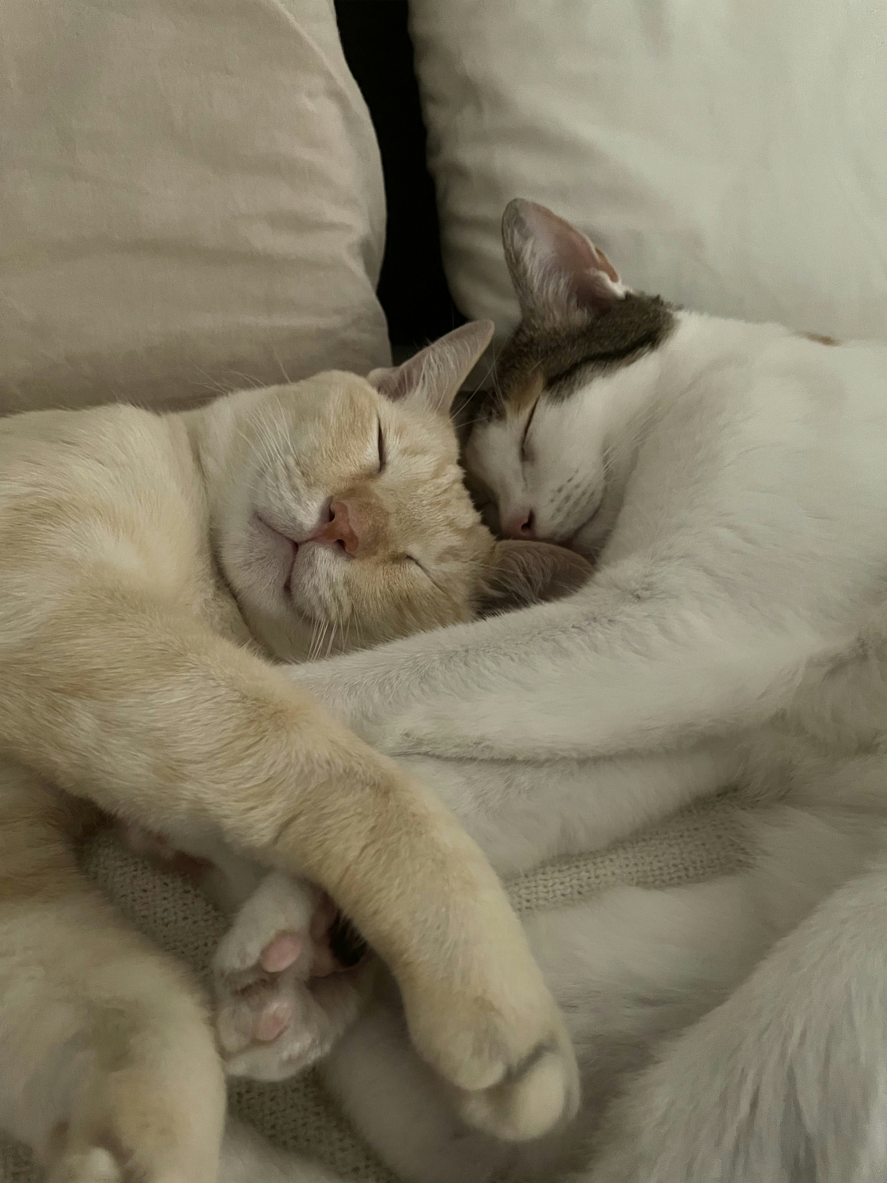 The Body: The Bedroom with a Mousehole for Cats!!! - Cute cats cuddling together, fluffy white and light brown cat, sleeping