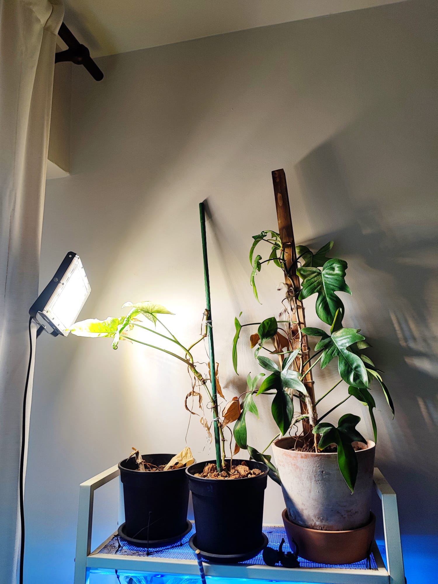 Maximizing flexibility: Minimal cosy bedroom with no built-ins - LED grow light, indoor plants, greenery, indoor garden